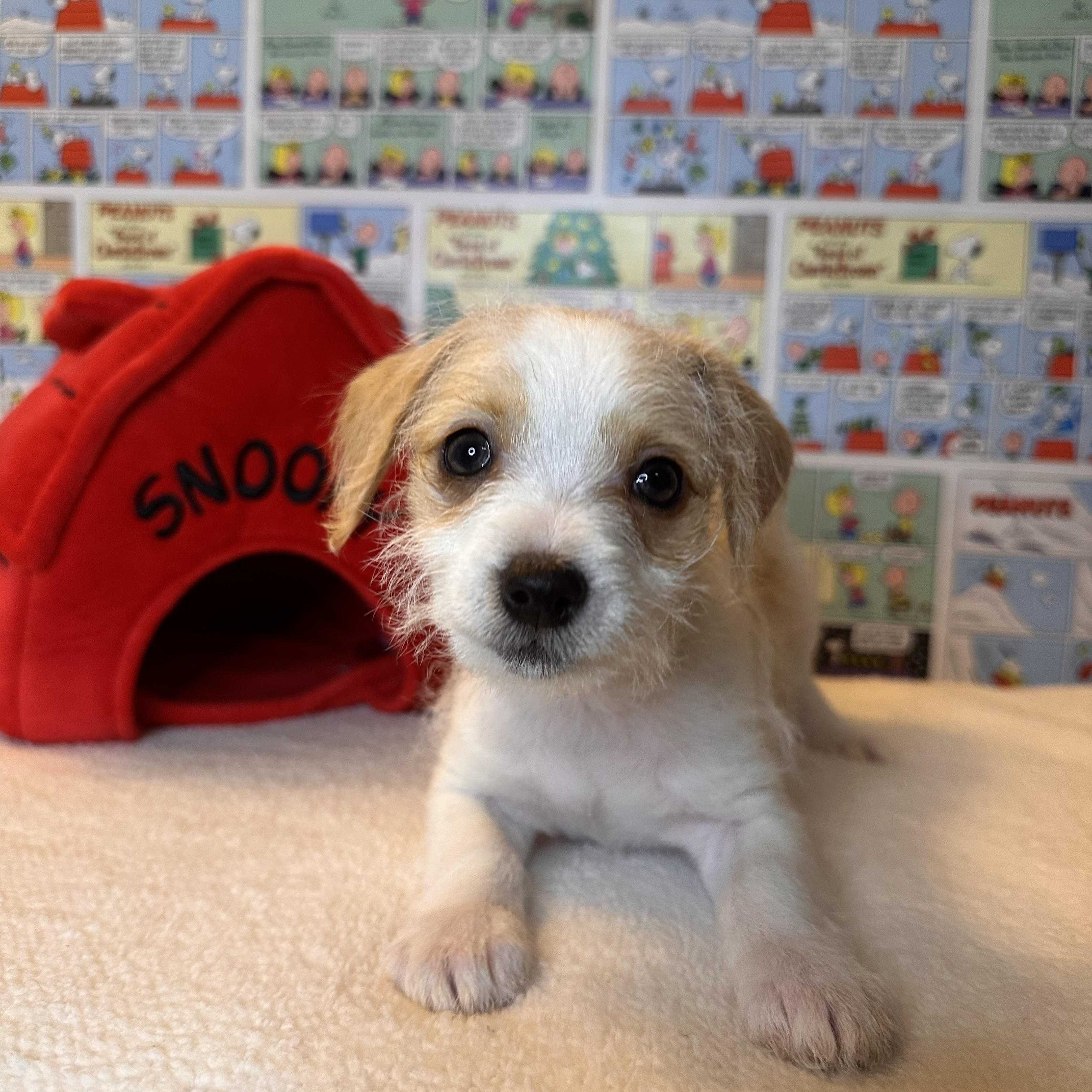 Enlarge Sally, an adopted mixed breed in West Hollywood, CA image 2/5