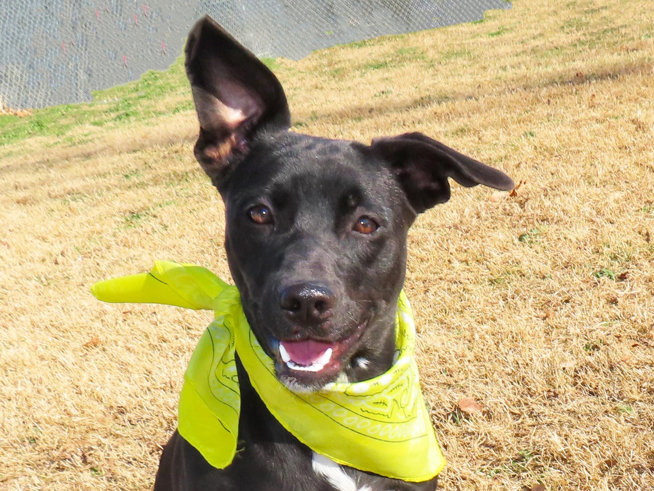 Yolanda  25C-341B, ADOPTABLE, Young Female Border Collie.