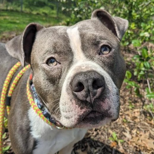 Enlarge Koa (ID 50951/1114), a hold Pit Bull Terrier in Manassas, VA image 1/3