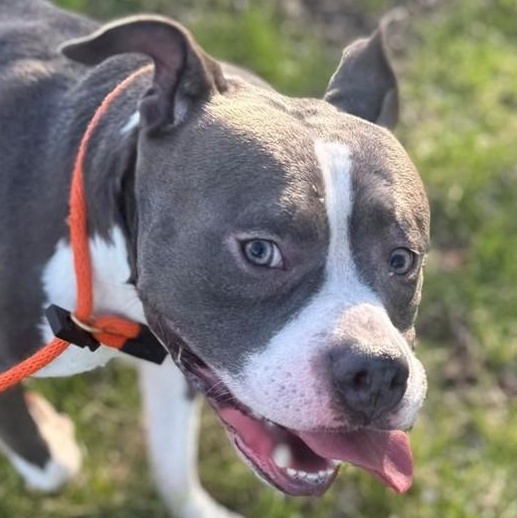 Enlarge Koa (ID 50951/1114), a hold Pit Bull Terrier in Manassas, VA image 3/3