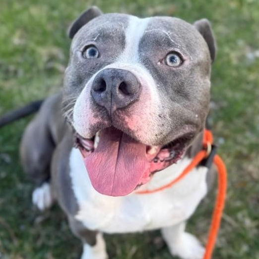 Enlarge Koa (ID 50951/1114), a hold Pit Bull Terrier in Manassas, VA image 2/3