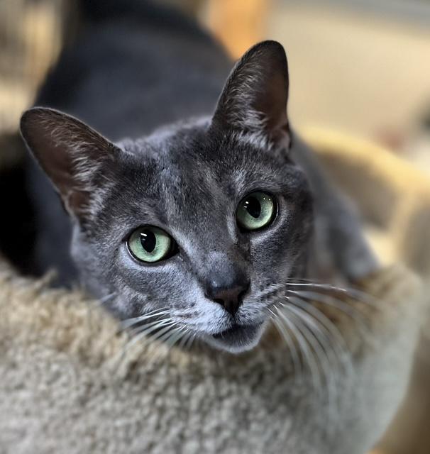 Enlarge JuJuBee, a ADOPTABLE Domestic Short Hair in Pottstown, PA image 1/2