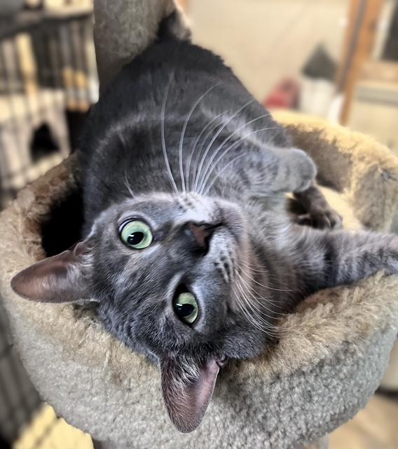 Enlarge JuJuBee, a ADOPTABLE Domestic Short Hair in Pottstown, PA image 2/2