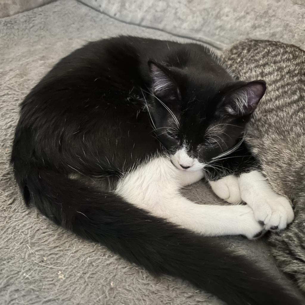 Enlarge Figaro, a Adoptable Domestic Short Hair in Galesburg, IL image 3/4