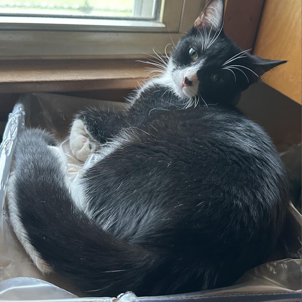 Figaro, Adoptable, Adult Male Domestic Short Hair.