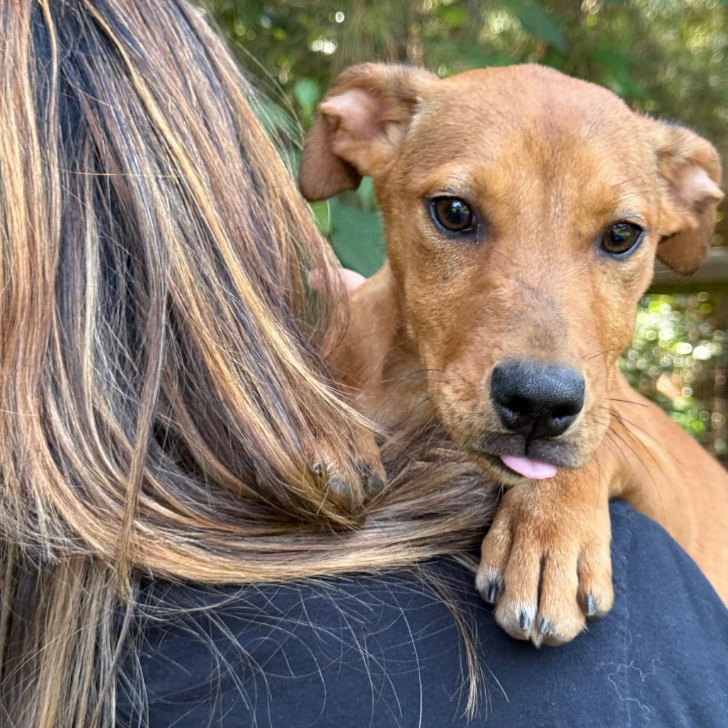 Juno, Adoptable, Puppy Female Mixed Breed.