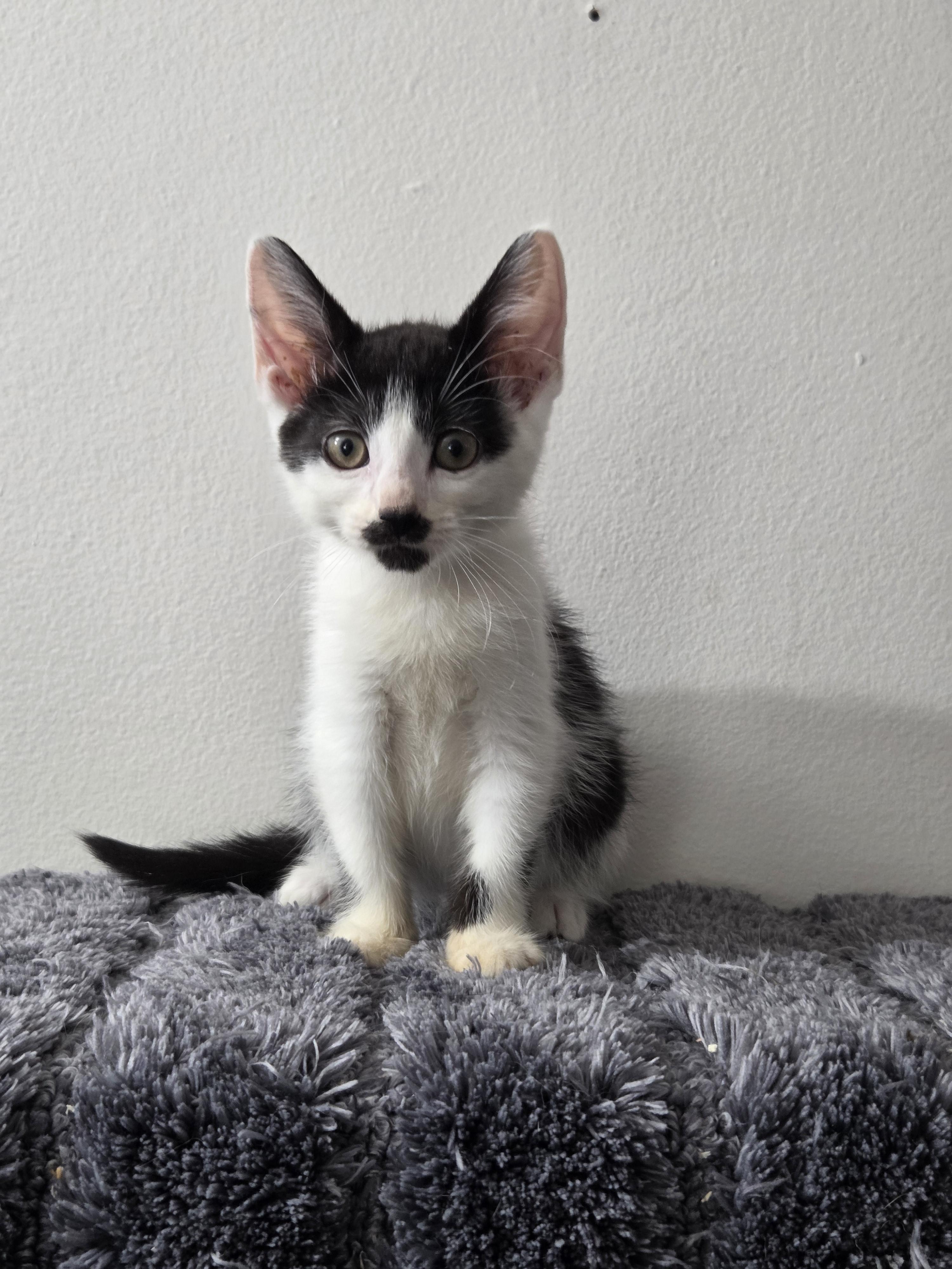 Pre-Adoption: Ditzy, Adoptable, Kitten Female Domestic Short Hair.