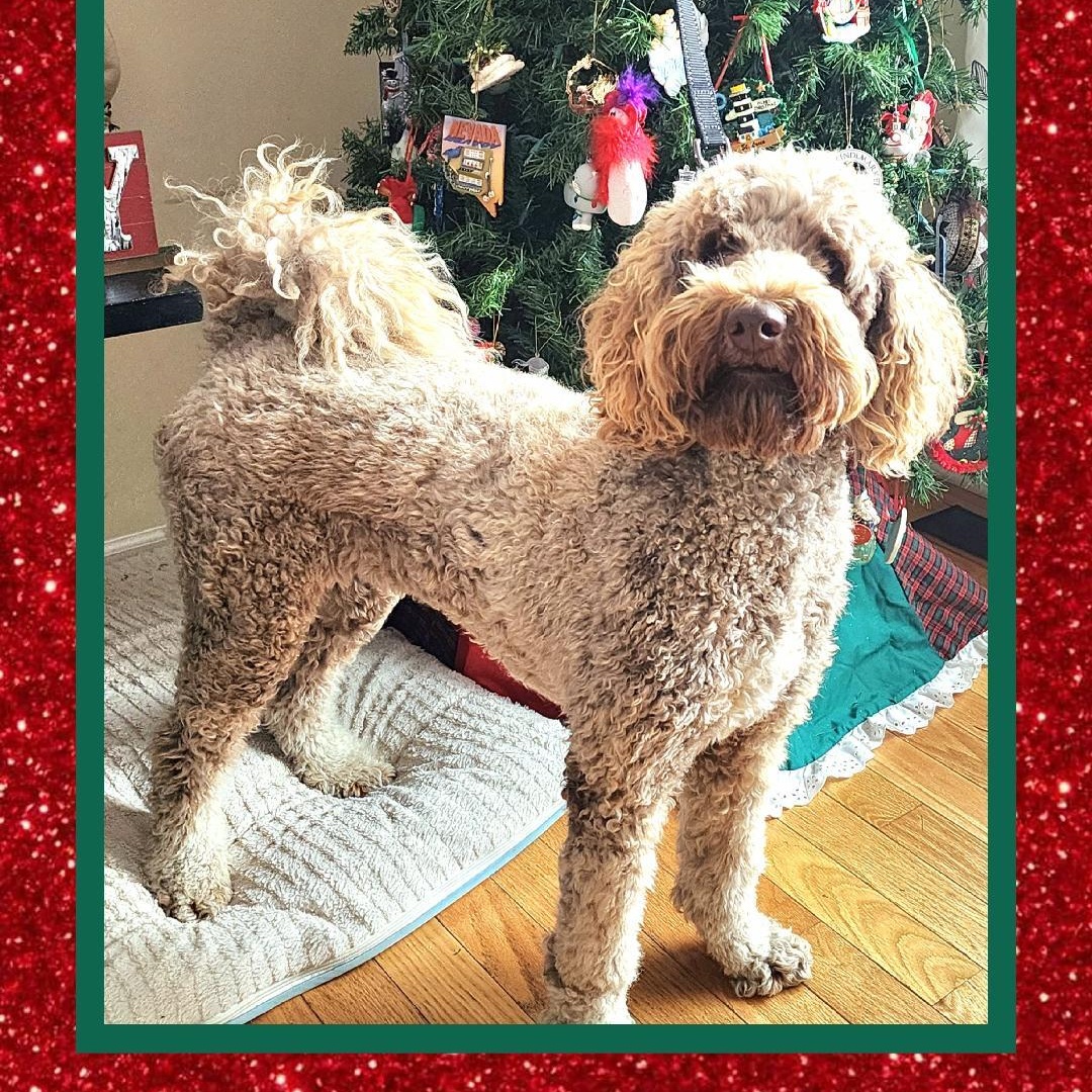 Lady A++, ADOPTABLE, Young Female Labradoodle.