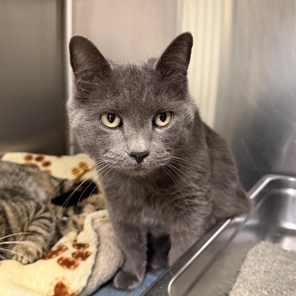 Bitter Bug, a Adoptable Domestic Short Hair in Blairsville, GA image 1/4