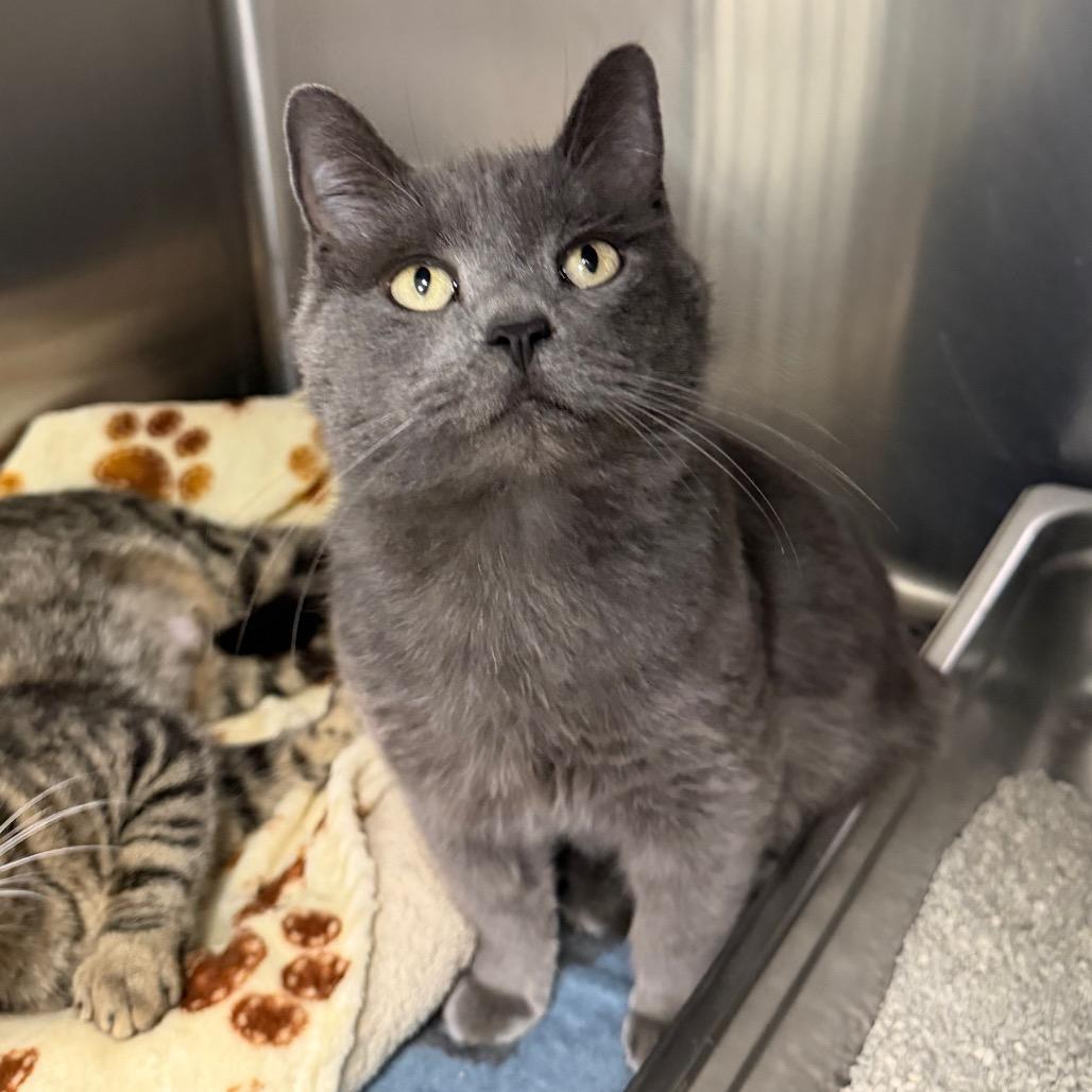 Bitter Bug, a Adoptable Domestic Short Hair in Blairsville, GA image 2/4