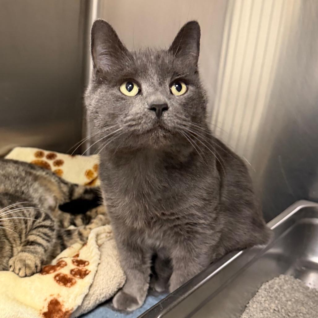 Bitter Bug, a Adoptable Domestic Short Hair in Blairsville, GA image 3/4
