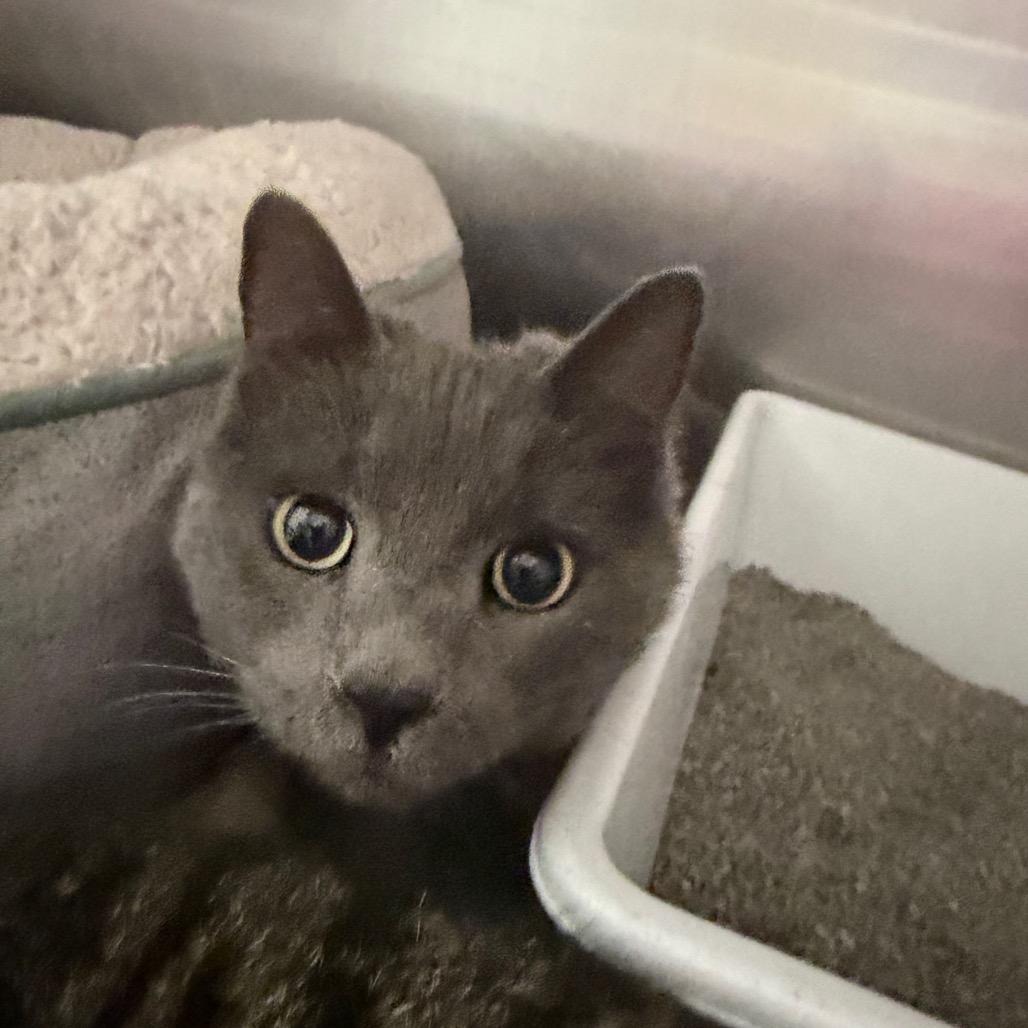 Bitter Bug, a Adoptable Domestic Short Hair in Blairsville, GA image 4/4
