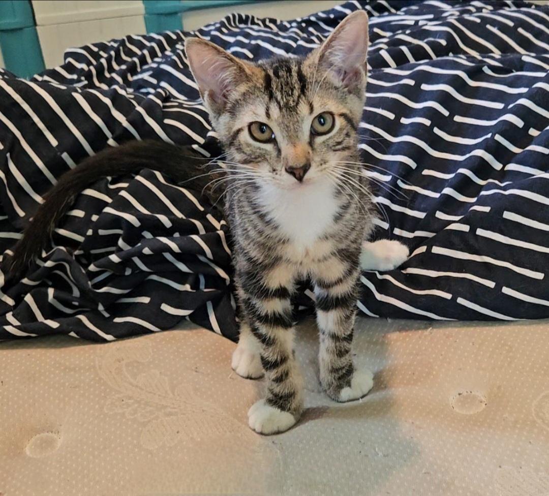 Carmel, Adoptable, Kitten Male Domestic Short Hair.