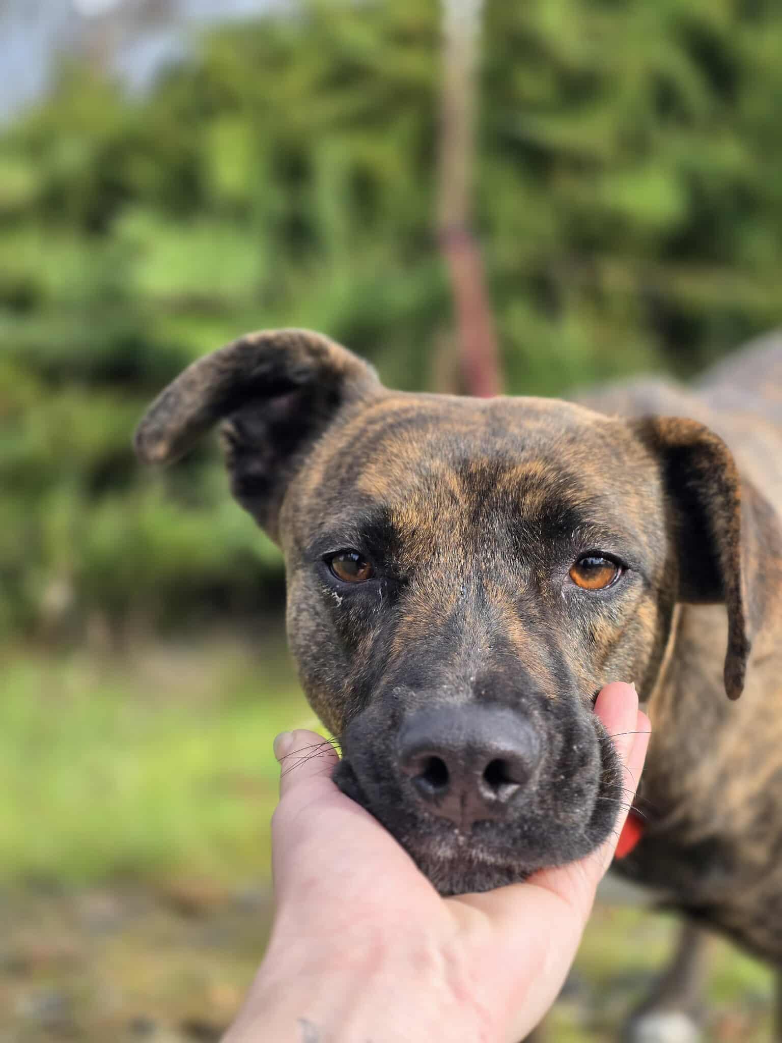 Enlarge Babygrill, a Adoptable mixed breed in Grants Pass, OR image 3/5