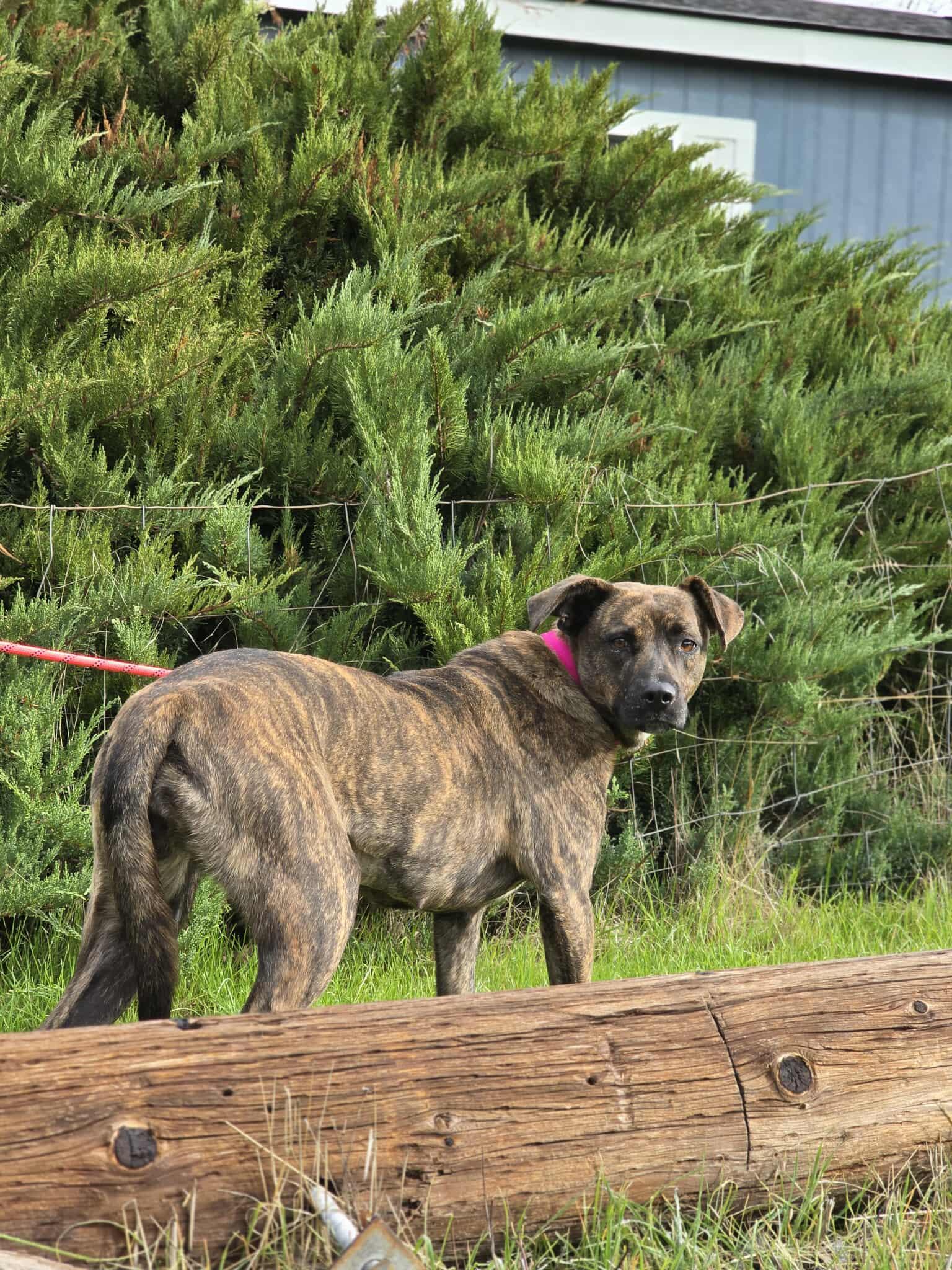 Enlarge Babygrill, a Adoptable mixed breed in Grants Pass, OR image 2/5