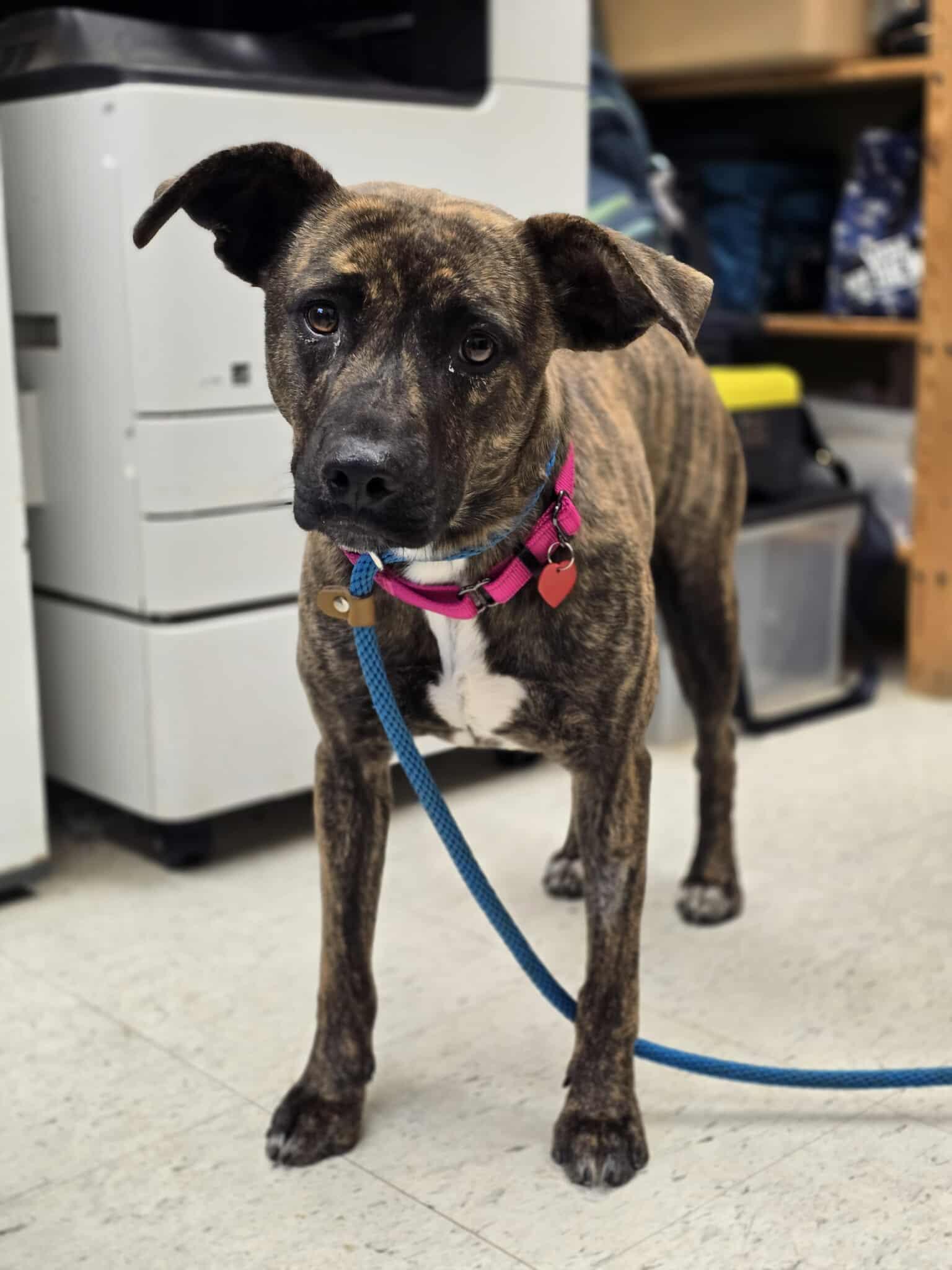 Enlarge Babygrill, a Adoptable mixed breed in Grants Pass, OR image 5/5