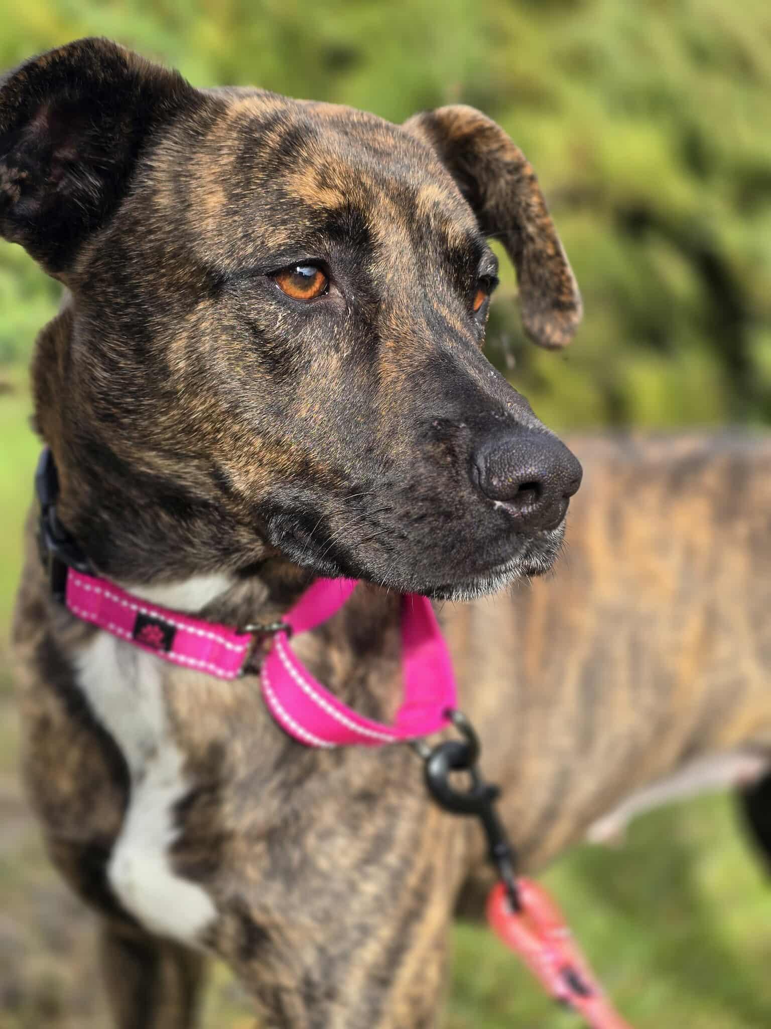 Enlarge Babygrill, a Adoptable mixed breed in Grants Pass, OR image 1/5