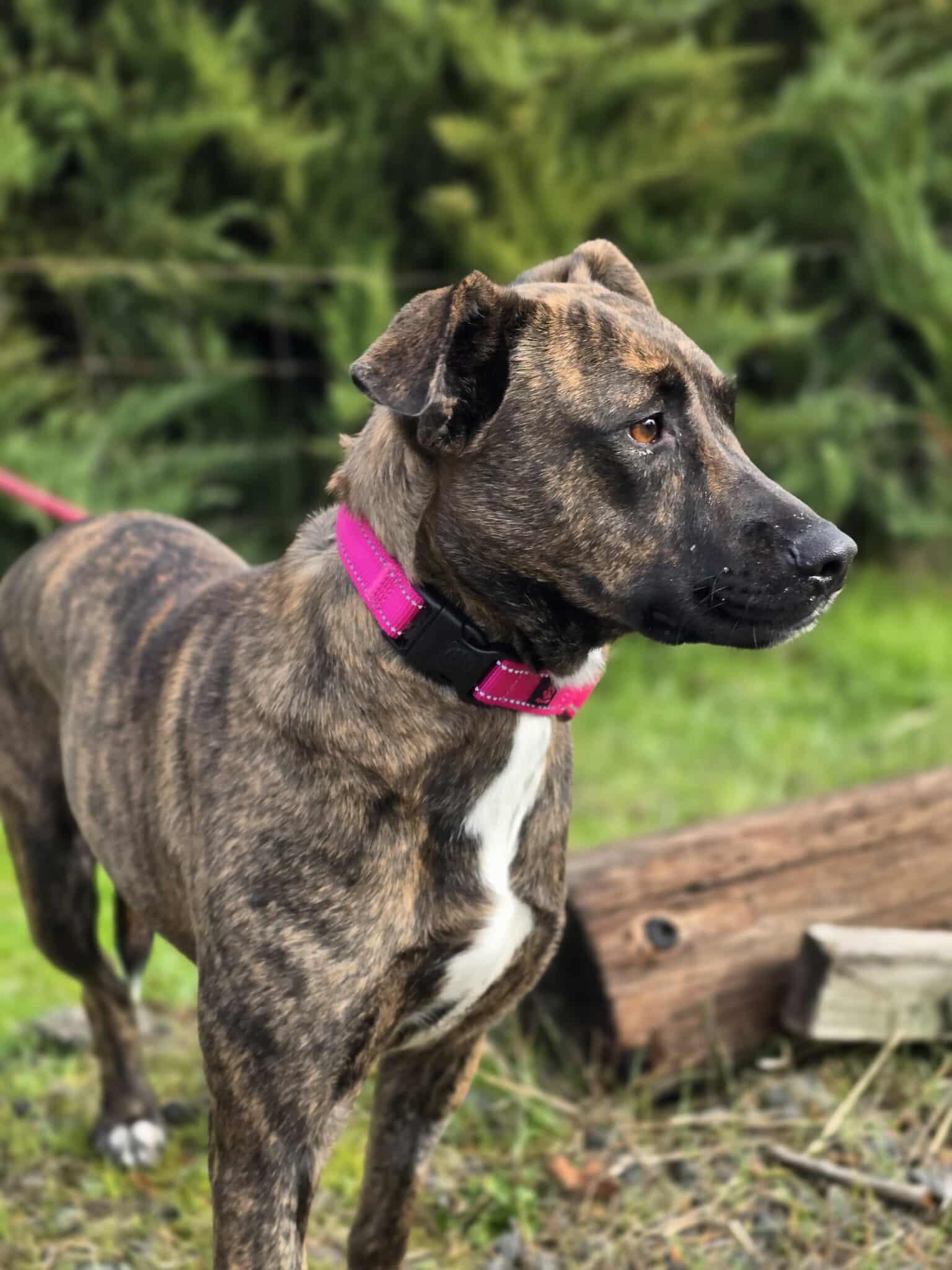 Enlarge Babygrill, a Adoptable mixed breed in Grants Pass, OR image 4/5