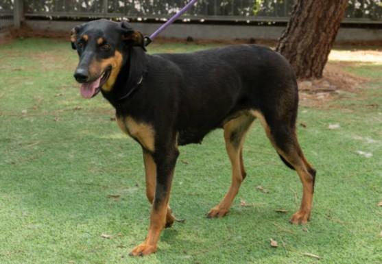 POUND CAKE, Adoptable, Young Female Doberman Pinscher & German Shepherd Dog.
