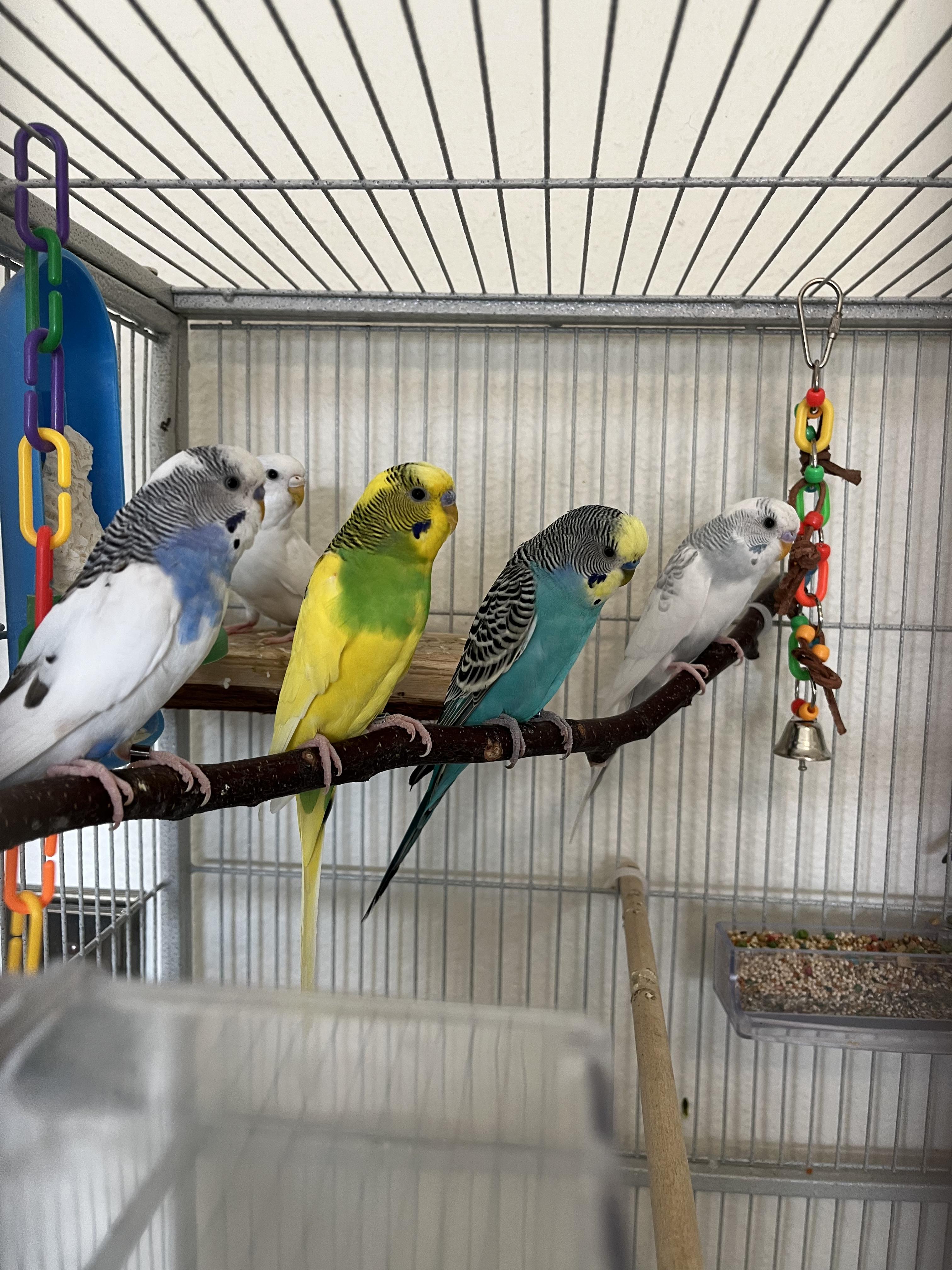 Enlarge Budgies (Anchorage), a Adoptable Parakeet (Other) in Anchorage, AK image 1/3