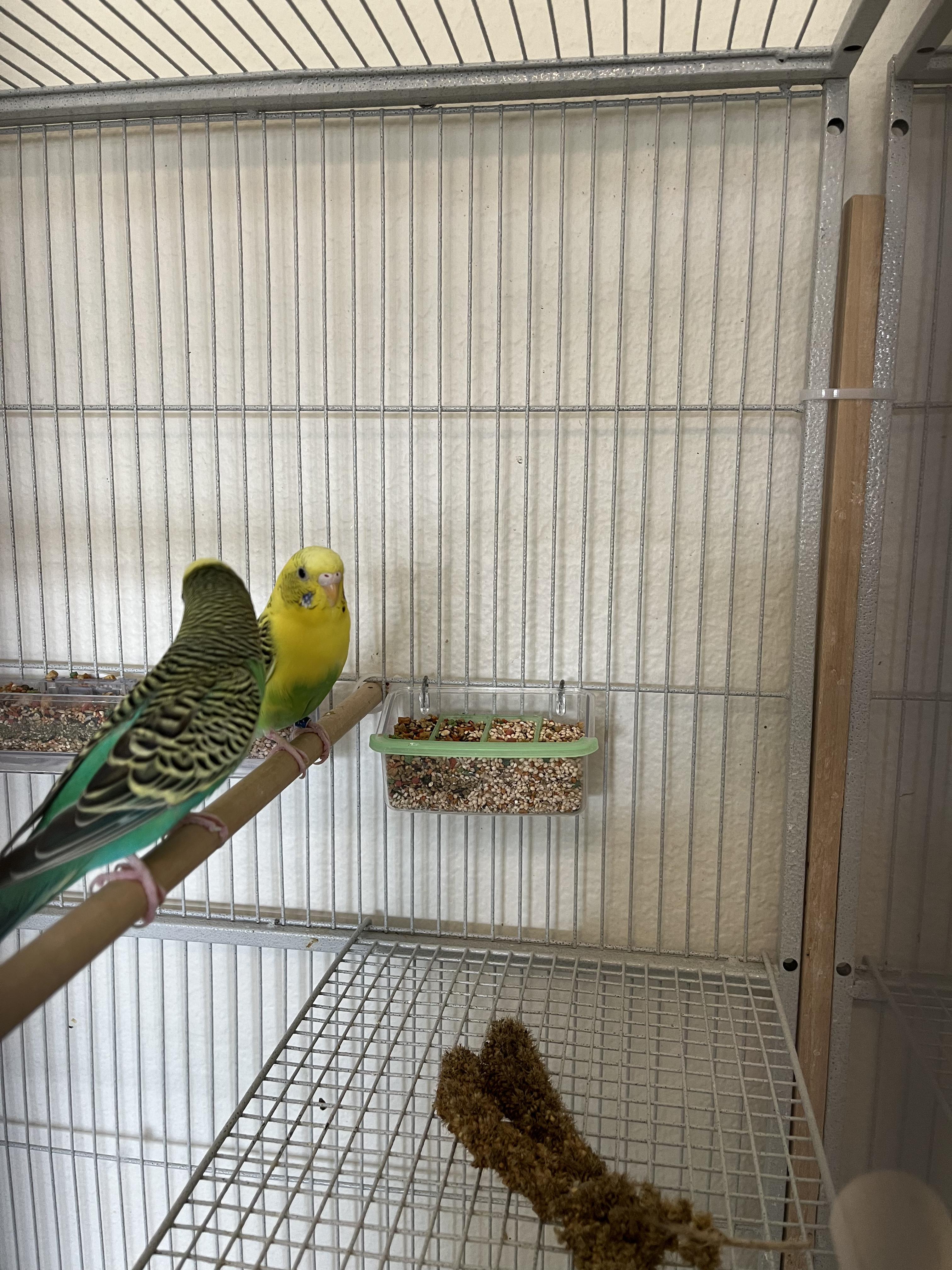 Enlarge Budgies (Anchorage), a Adoptable Parakeet (Other) in Anchorage, AK image 2/3