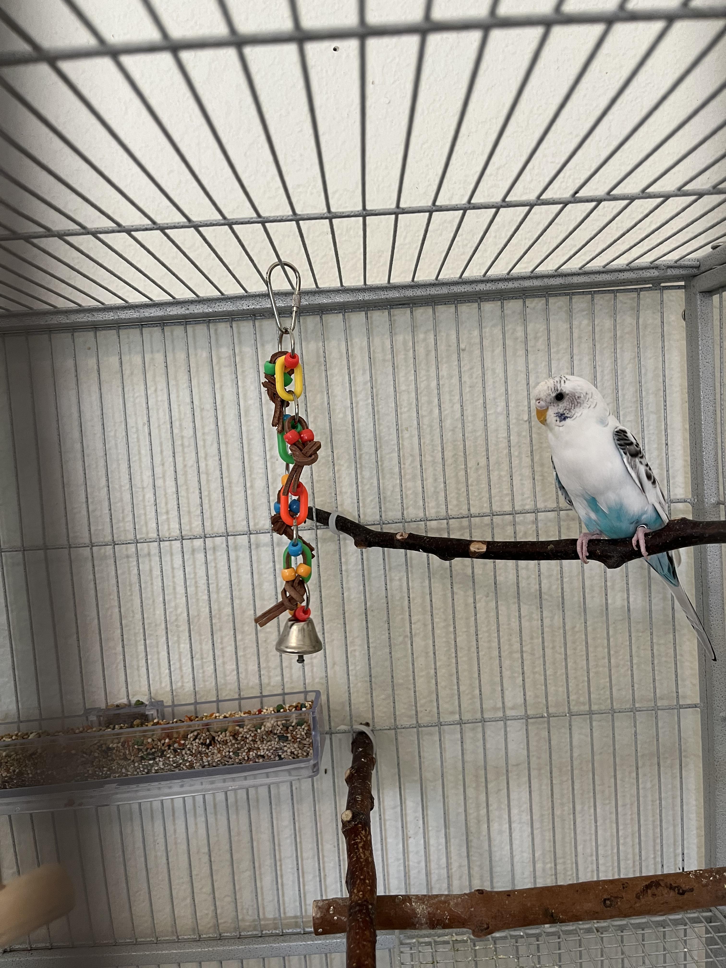 Enlarge Budgies (Anchorage), a Adoptable Parakeet (Other) in Anchorage, AK image 3/3