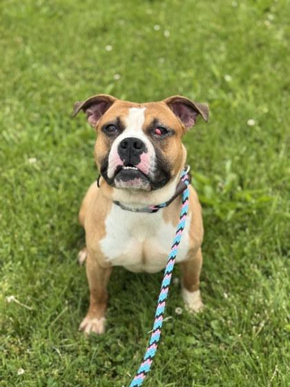 Enlarge Sideshow Bob, a Adoptable Mixed Breed in Miamitown, OH image 1/3