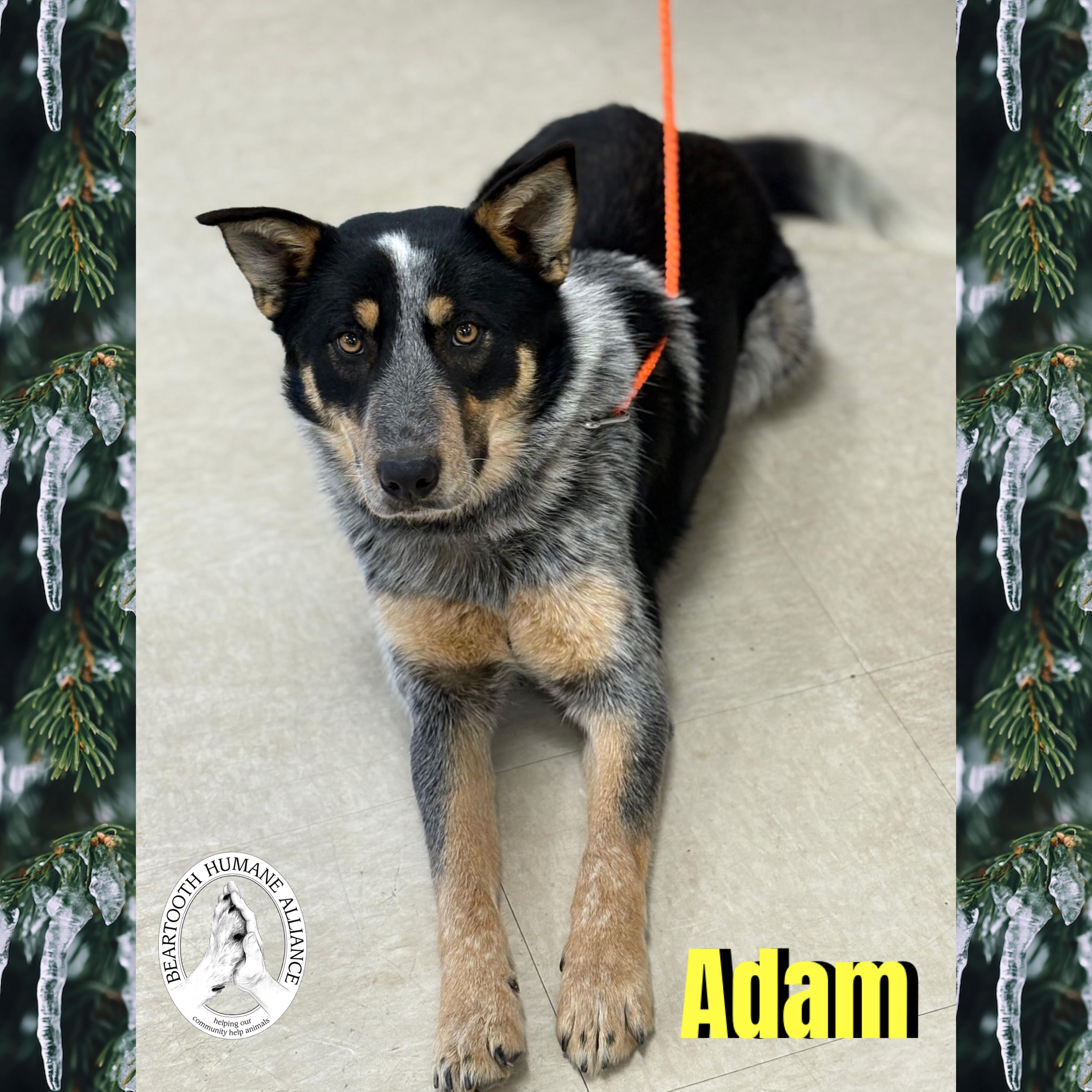 Leroy, Adoptable, Adult Male Black Labrador Retriever.