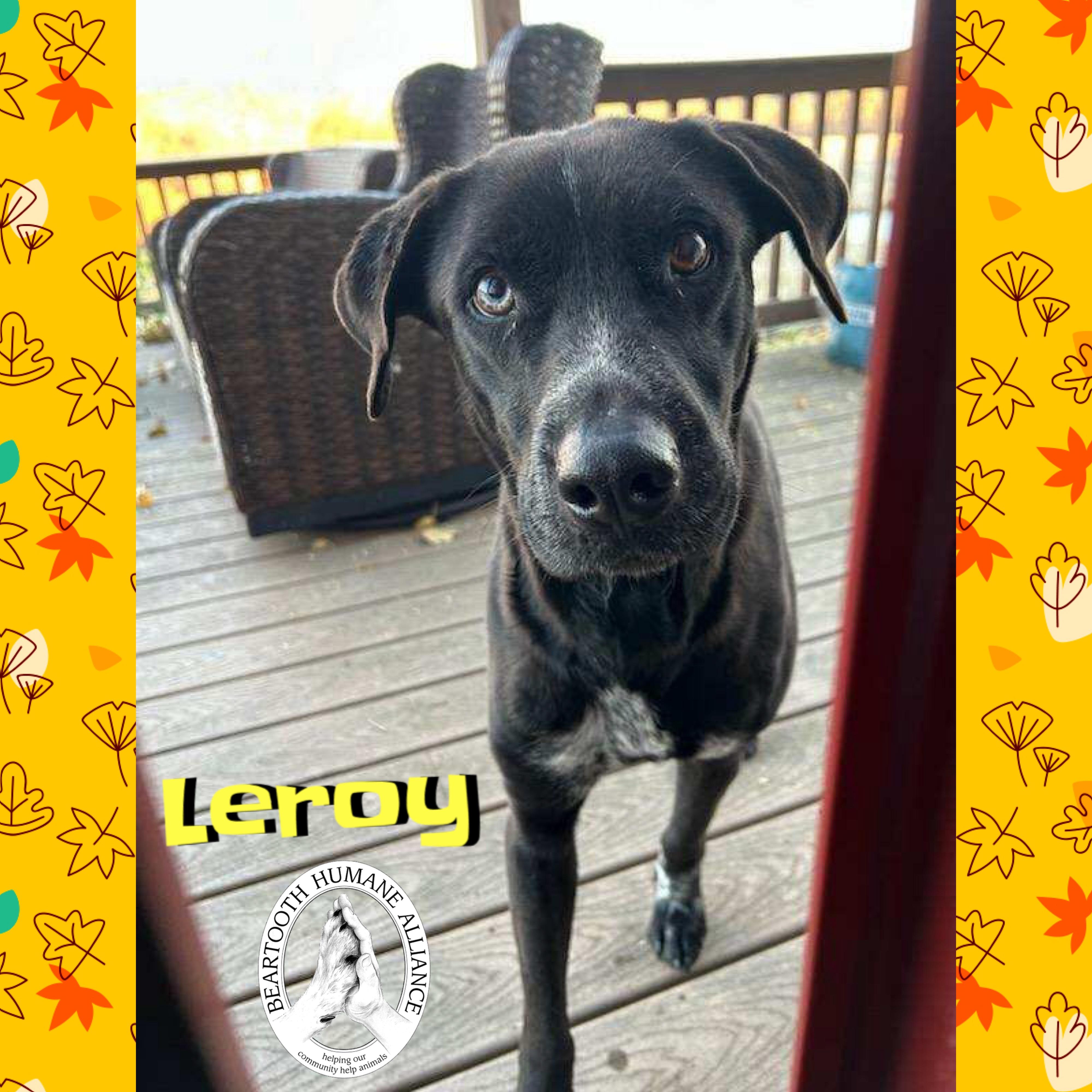 Leroy, a Adoptable mixed breed in Red Lodge, MT image 2/2