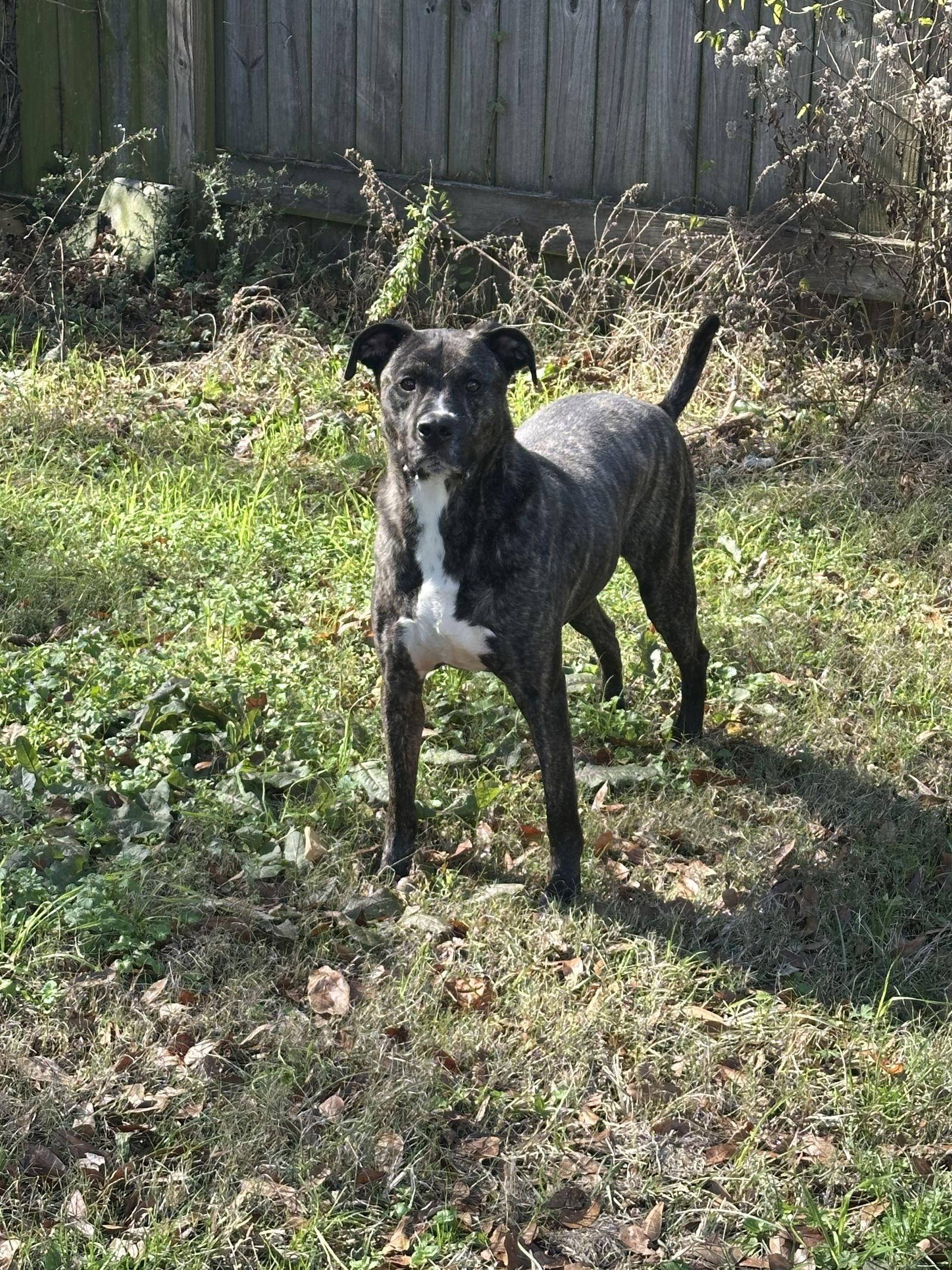 Bruno — thumbnail 2