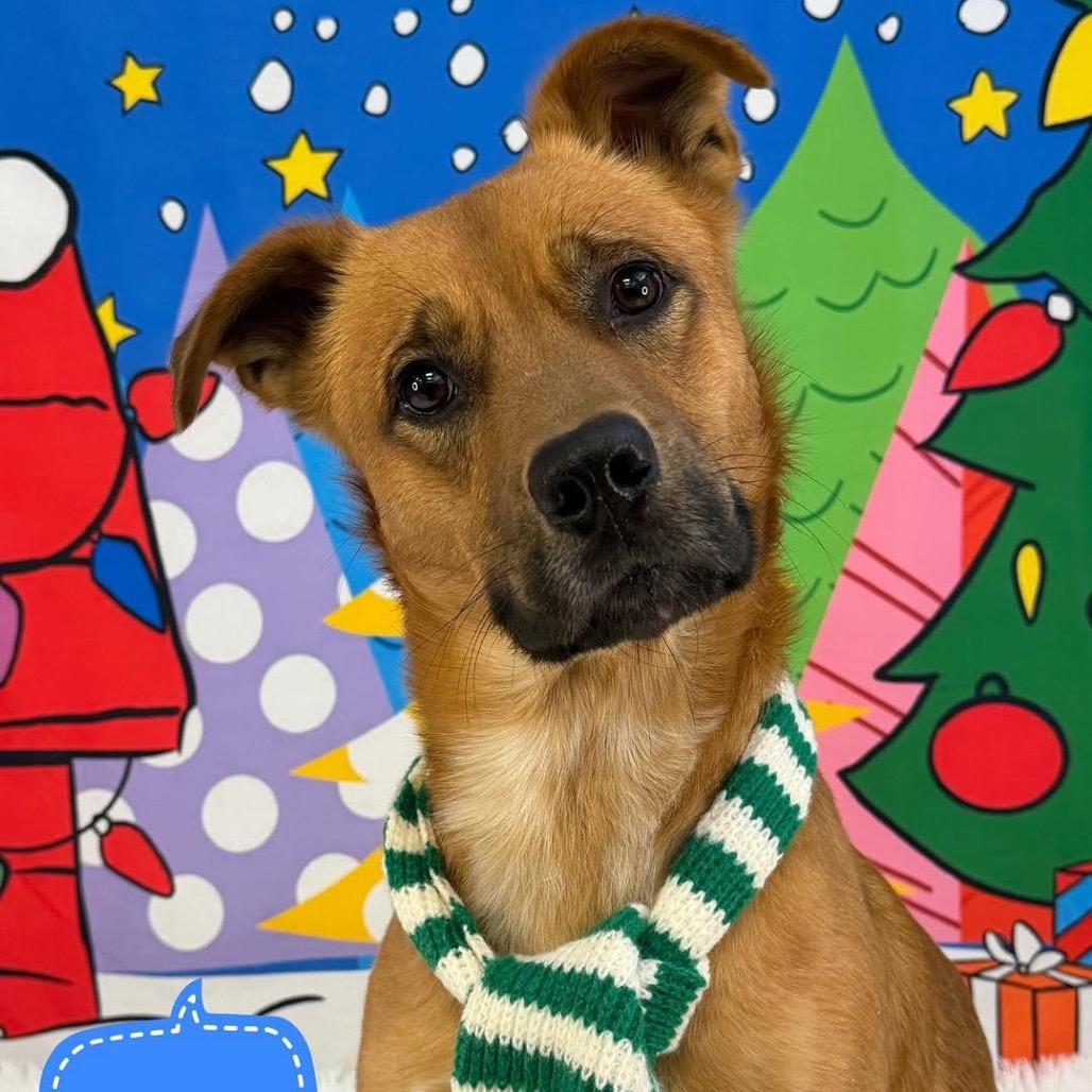 Studley, Adoptable, Young Male Carolina Dog & Black Mouth Cur.