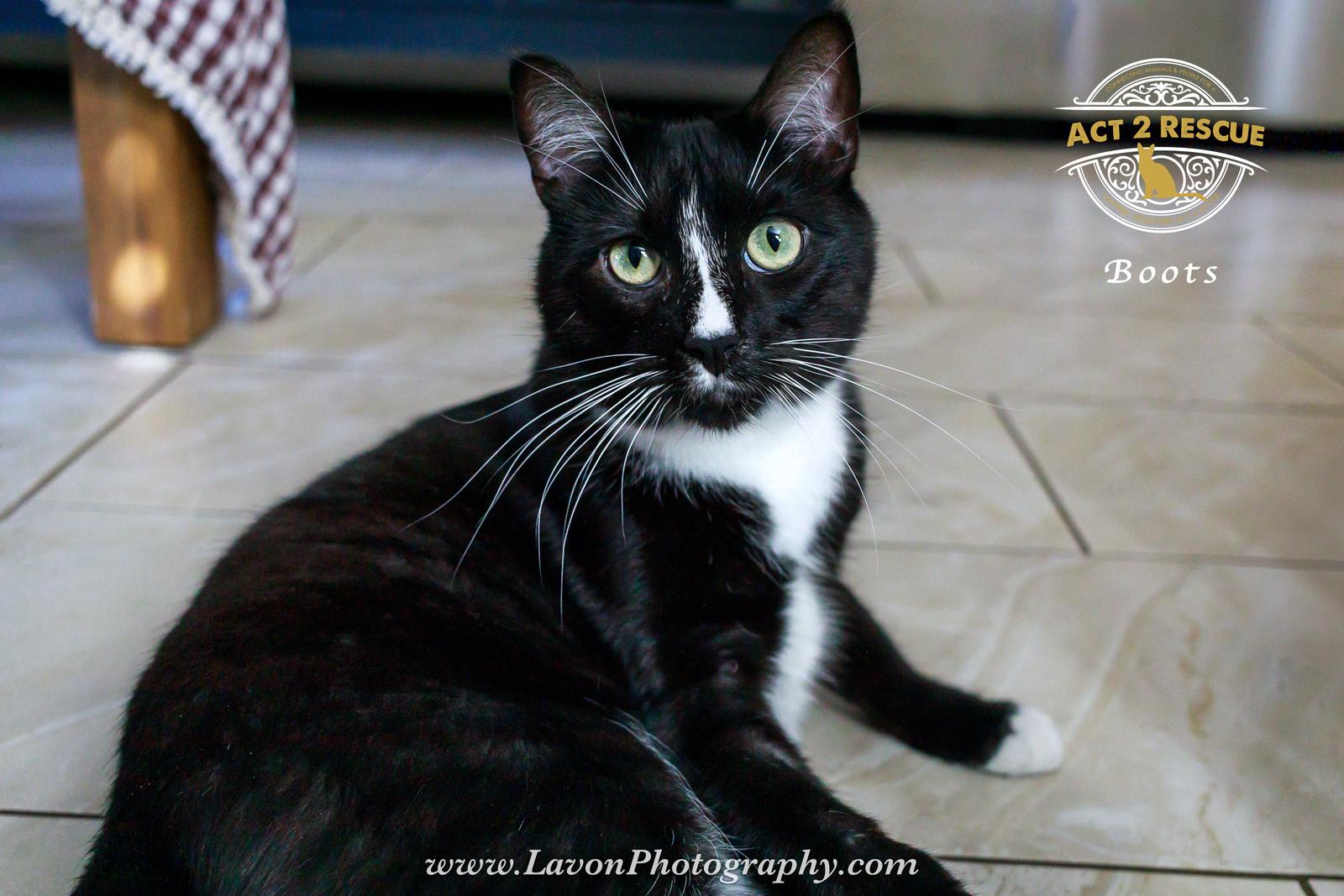 Boots 4, Adoptable, Adult Male Domestic Short Hair.