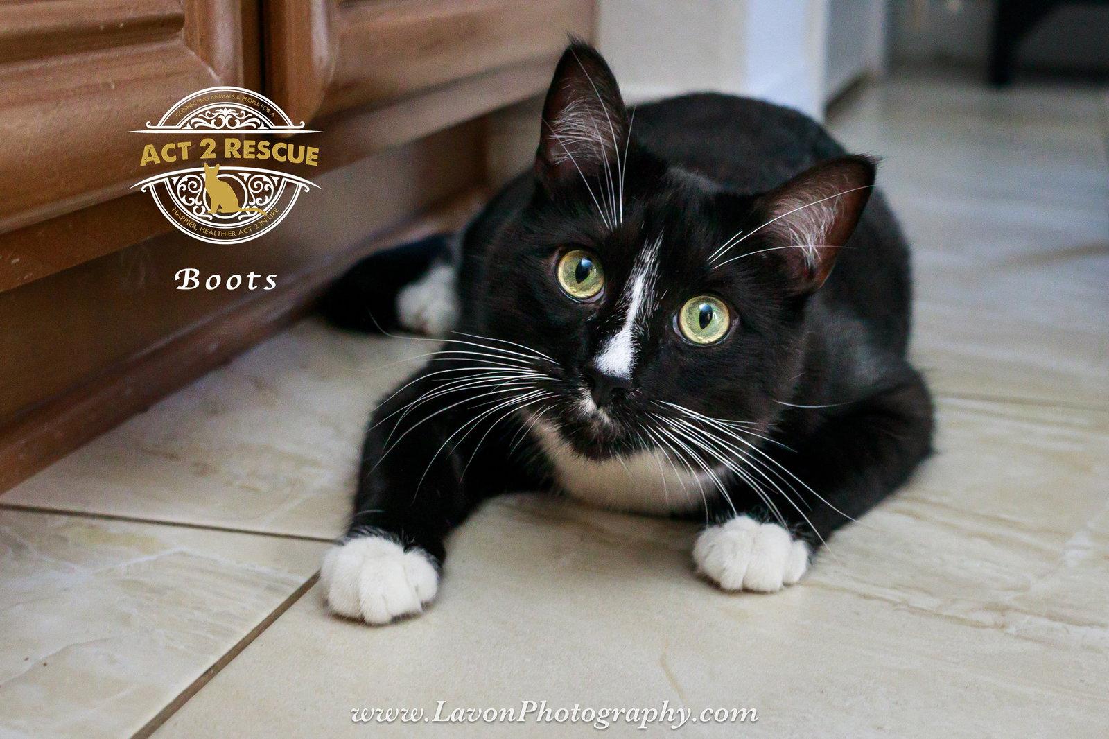 Boots 4, a Adoptable Domestic Short Hair in Riverside, CA image 3/3