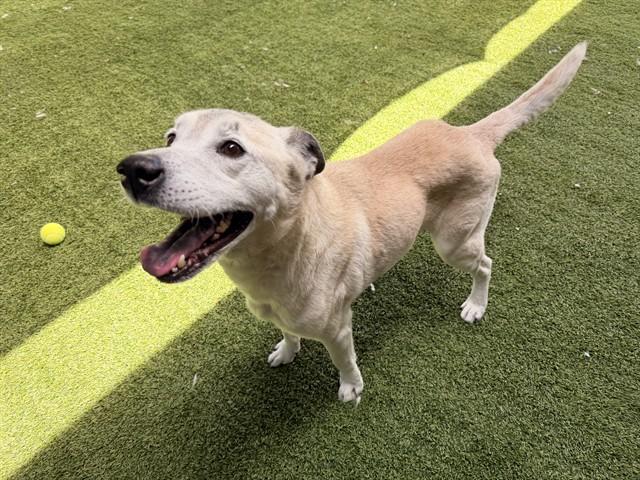 RICHIE, Adoptable, Adult Male Australian Cattle Dog / Blue Heeler.