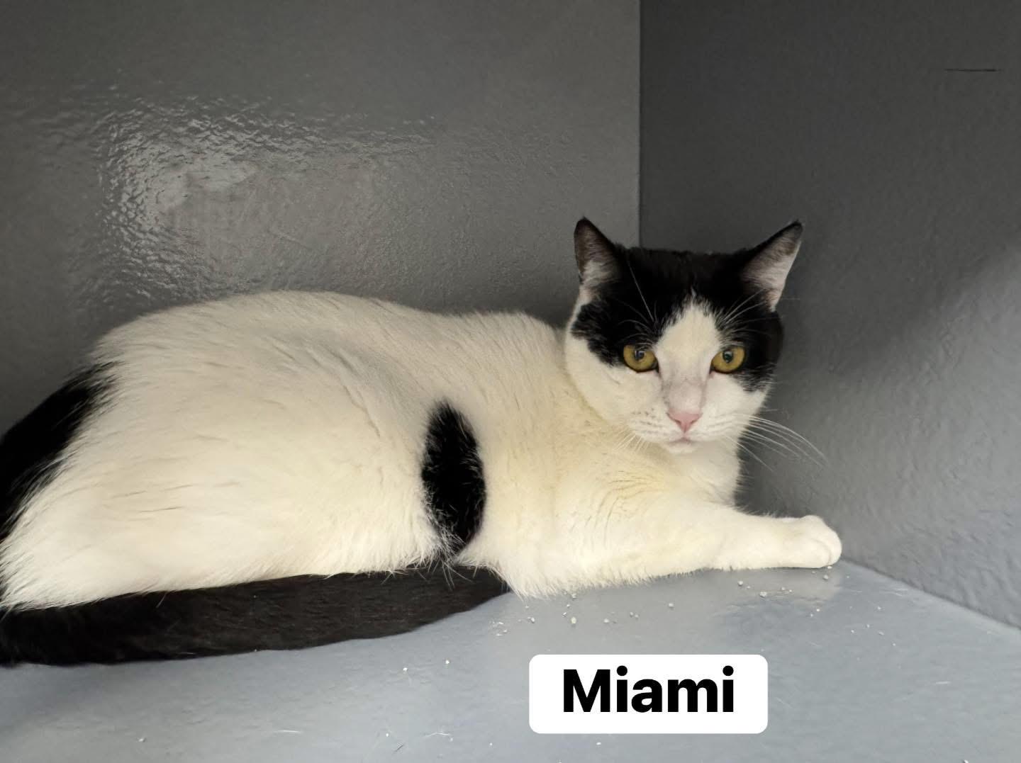 Enlarge Miami, a ADOPTABLE Domestic Short Hair in Staten Island, NY image 5/5