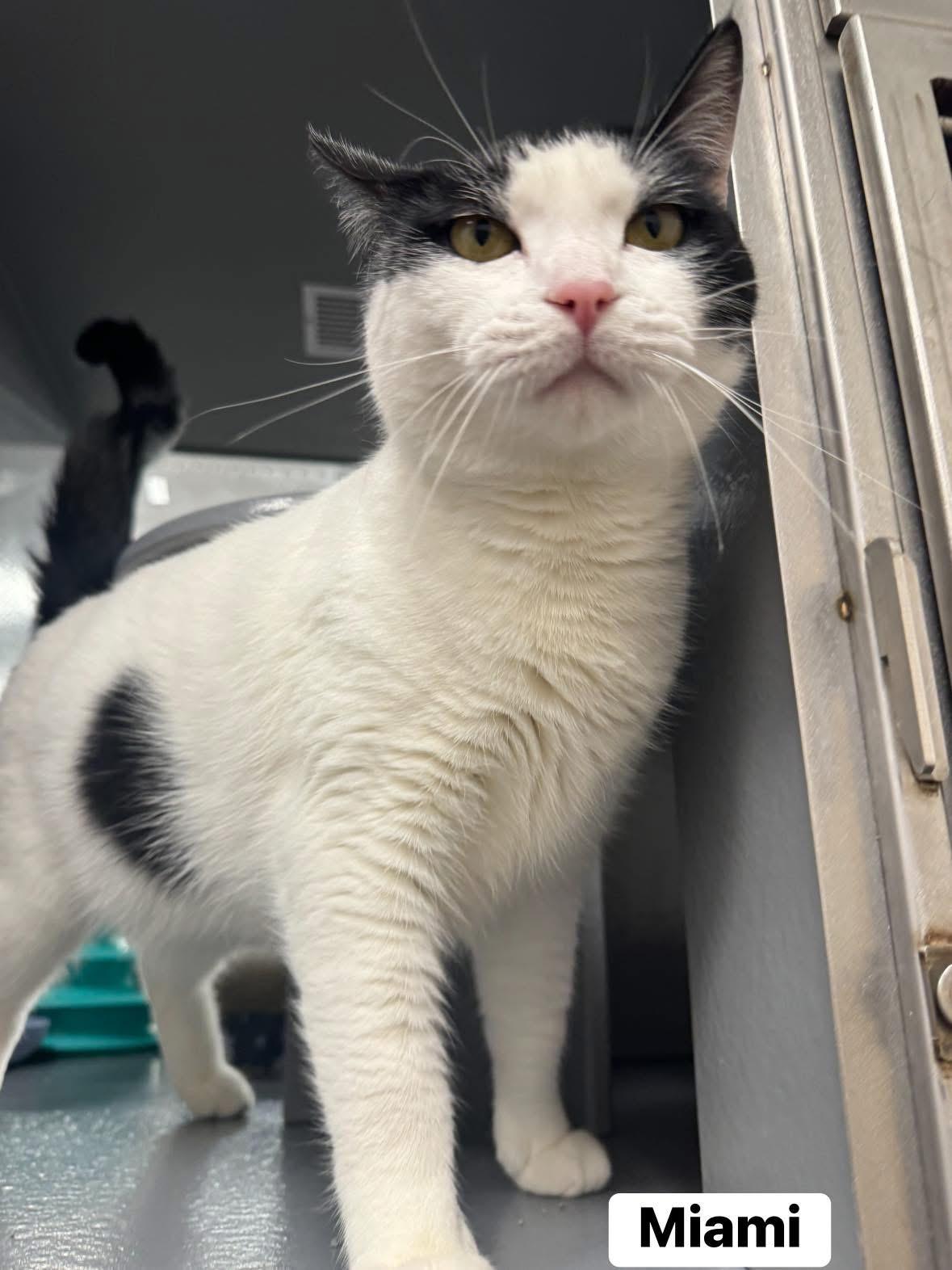 Enlarge Miami, a ADOPTABLE Domestic Short Hair in Staten Island, NY image 2/5