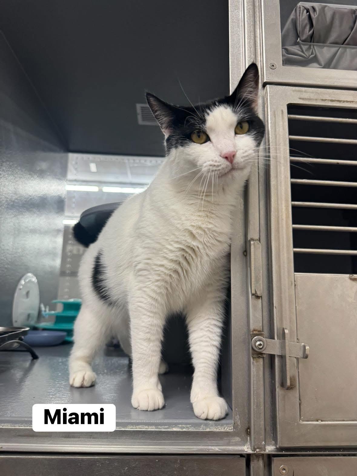 Enlarge Miami, a ADOPTABLE Domestic Short Hair in Staten Island, NY image 3/5
