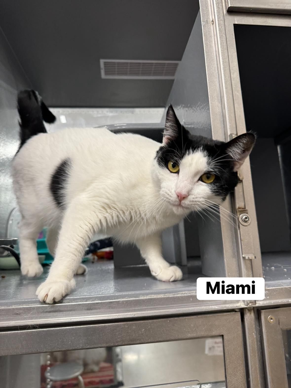 Miami, ADOPTABLE, Young Male Domestic Short Hair.