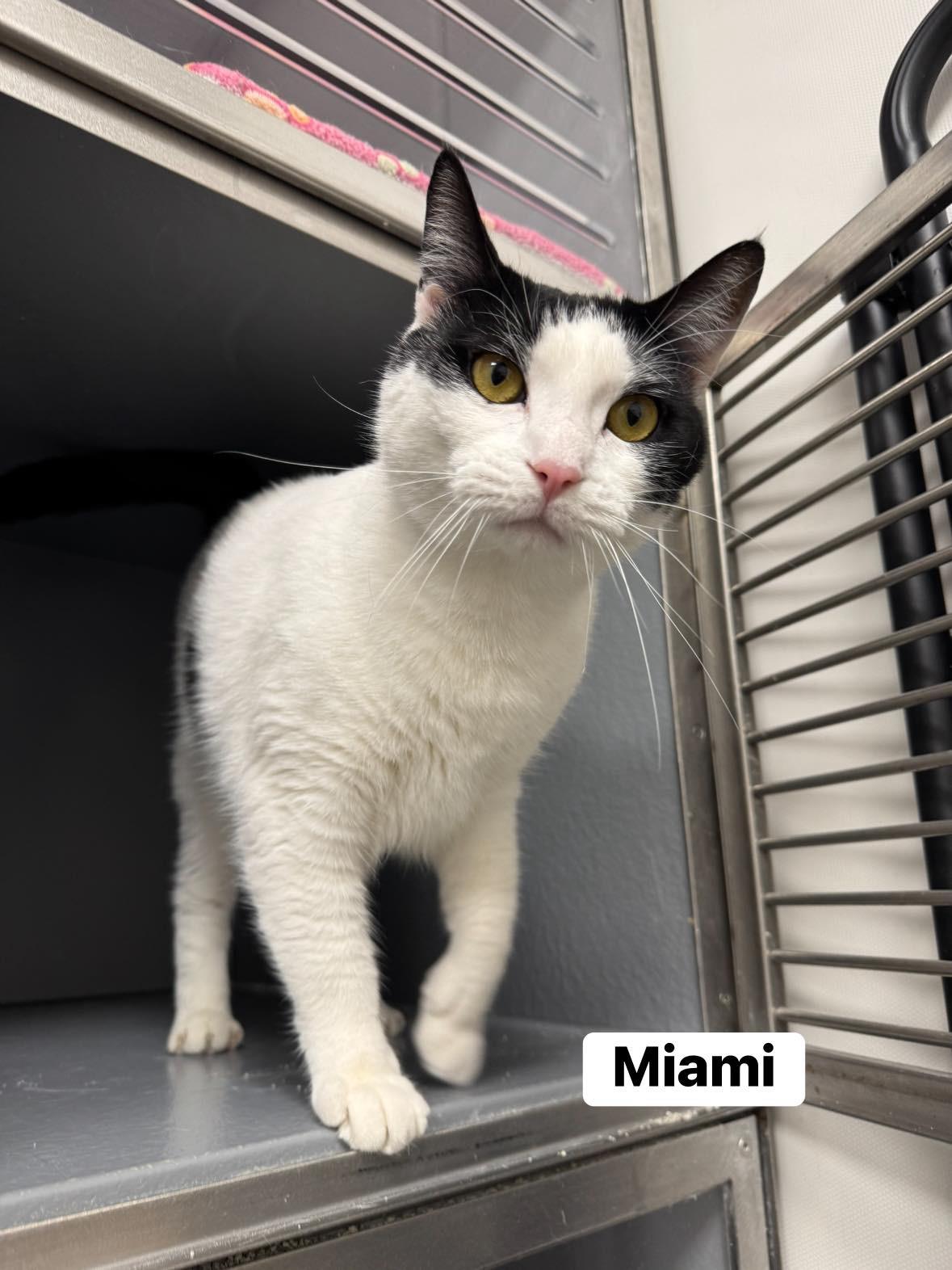 Enlarge Miami, a ADOPTABLE Domestic Short Hair in Staten Island, NY image 4/5