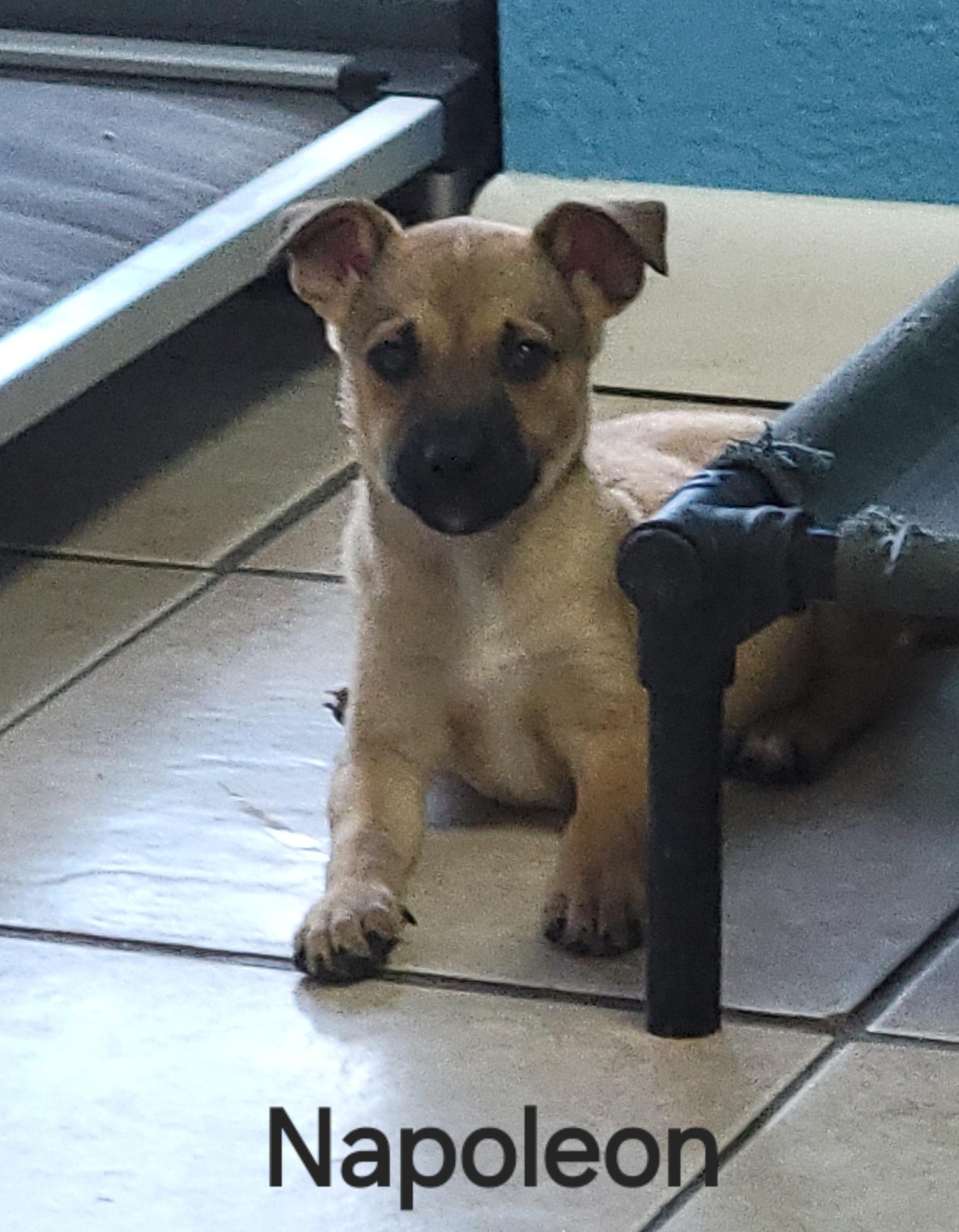 Enlarge Napoleon, a ADOPTABLE mixed breed in Sarasota, FL image 5/5