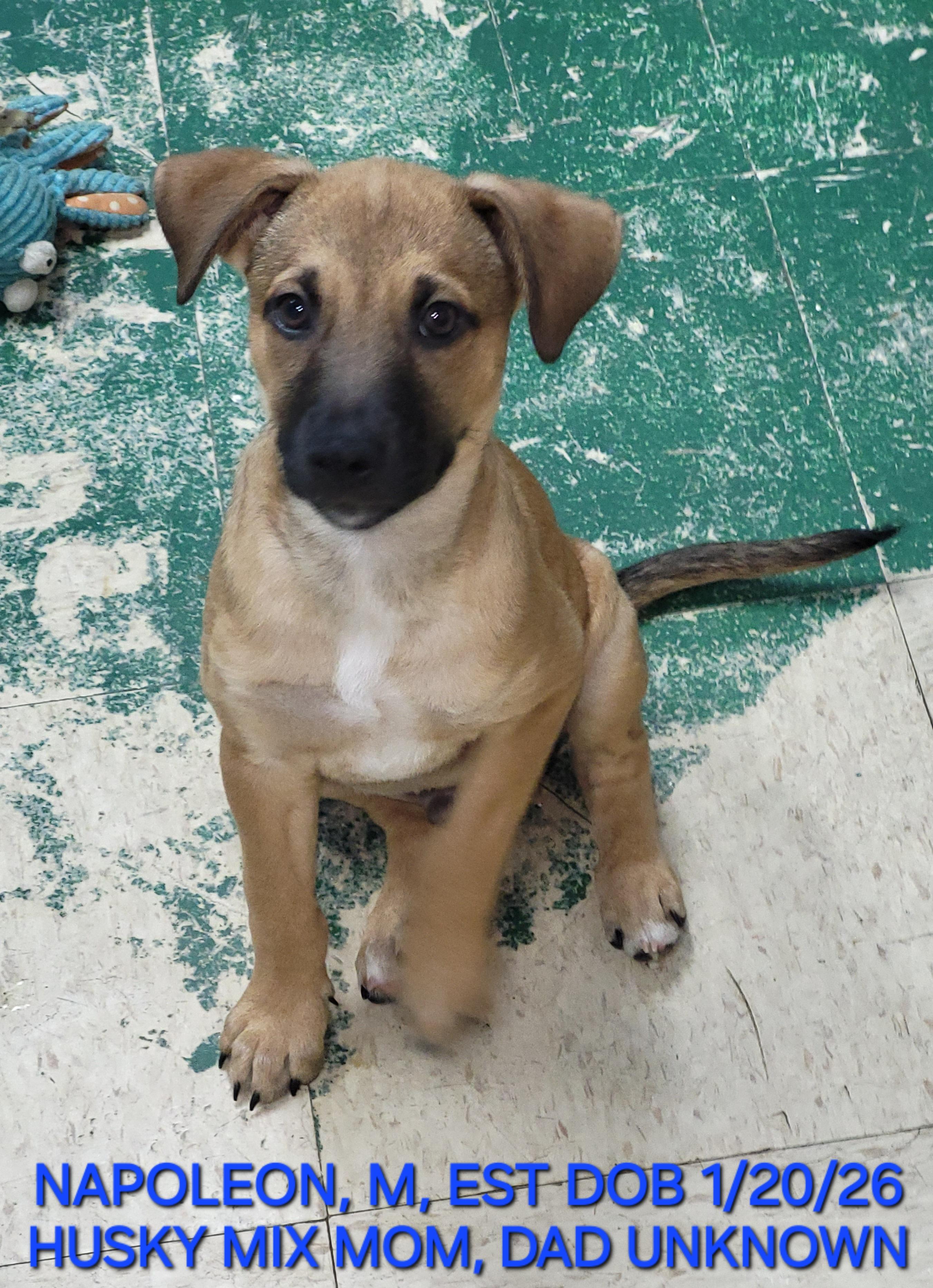 Enlarge Napoleon, a ADOPTABLE mixed breed in Sarasota, FL image 1/5