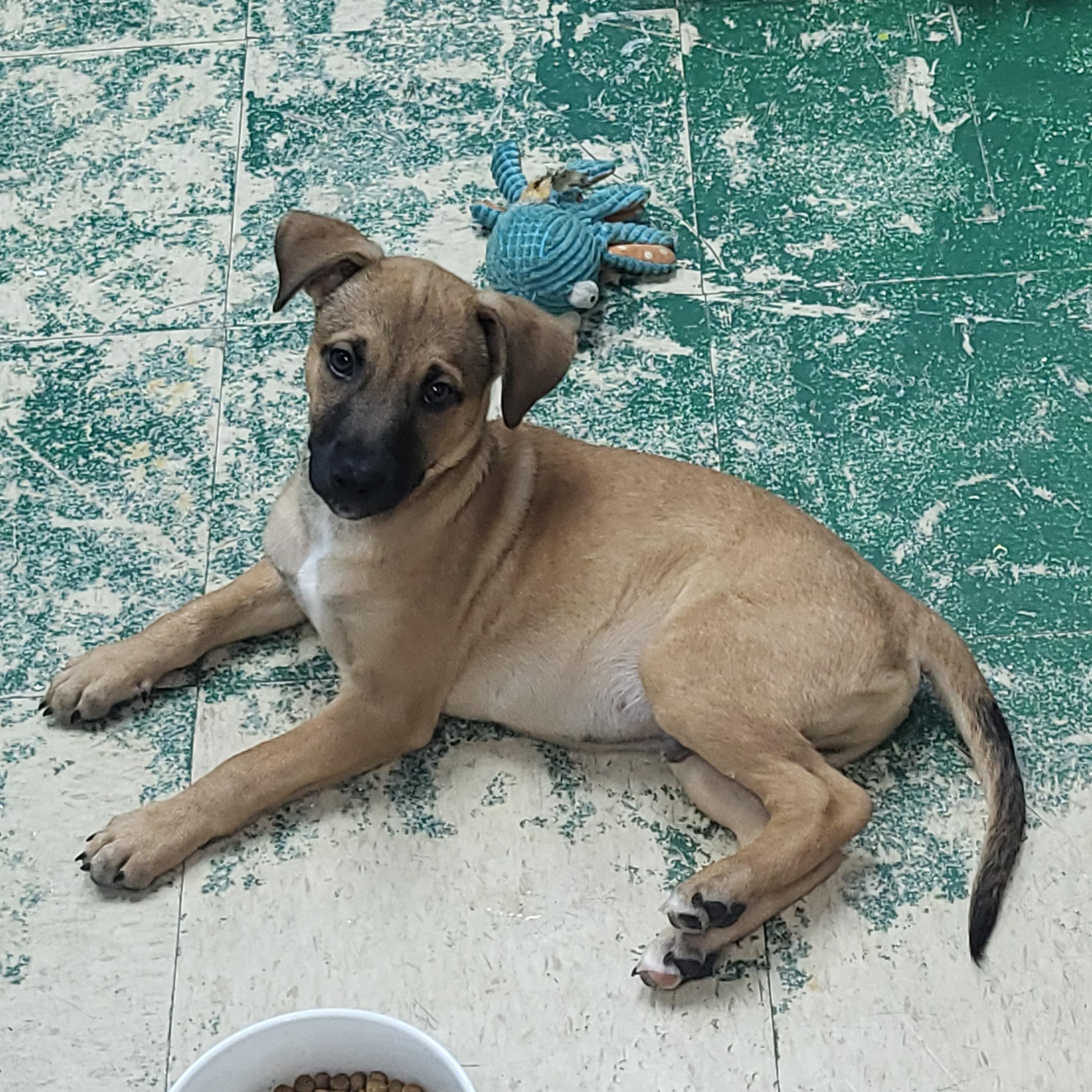 Enlarge Napoleon, a ADOPTABLE mixed breed in Sarasota, FL image 2/5