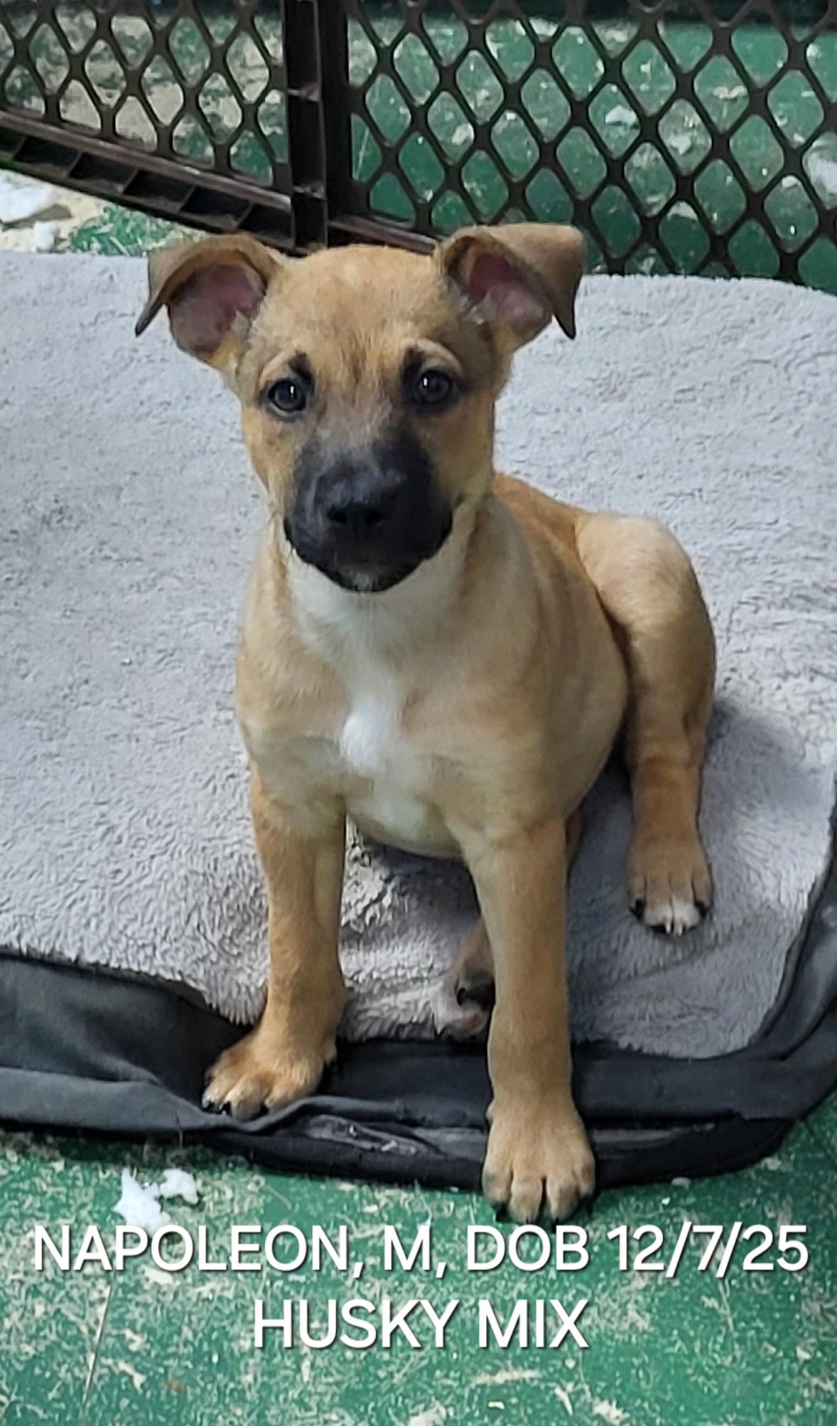 Enlarge Napoleon, a ADOPTABLE mixed breed in Sarasota, FL image 4/5