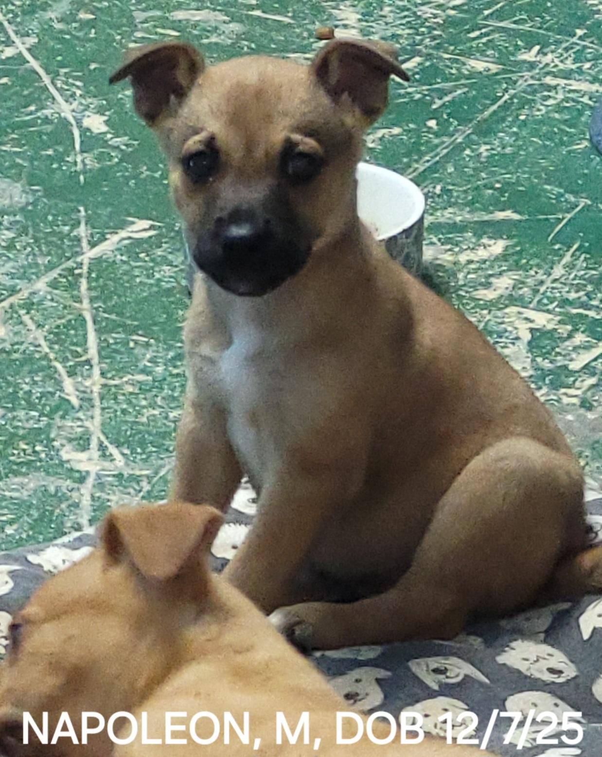 Enlarge Napoleon, a ADOPTABLE mixed breed in Sarasota, FL image 3/5