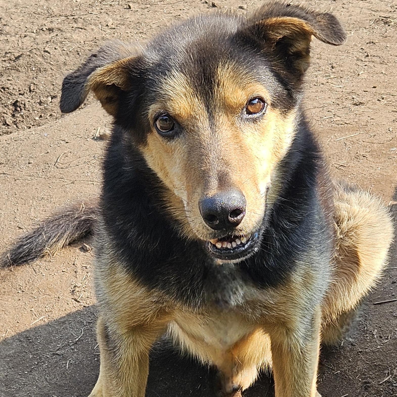 Enlarge Fred, a Adoptable Husky in Jefferson, NH image 1/1