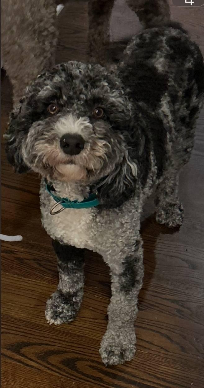 Bluey, a Adoptable mixed breed in Tenafly, NJ image 1/3