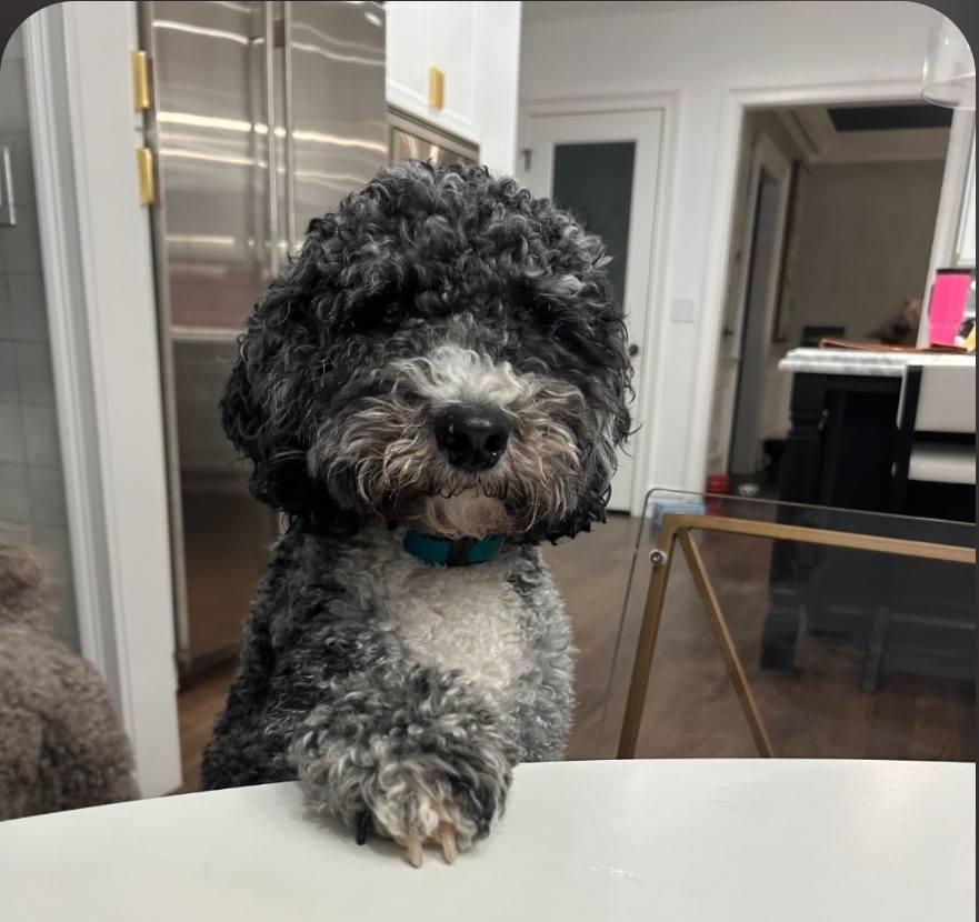 Bluey, a Adoptable mixed breed in Tenafly, NJ image 2/3