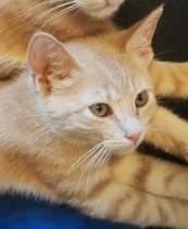 Kiara, a Adoptable mixed breed in Conroe, TX image 2/2