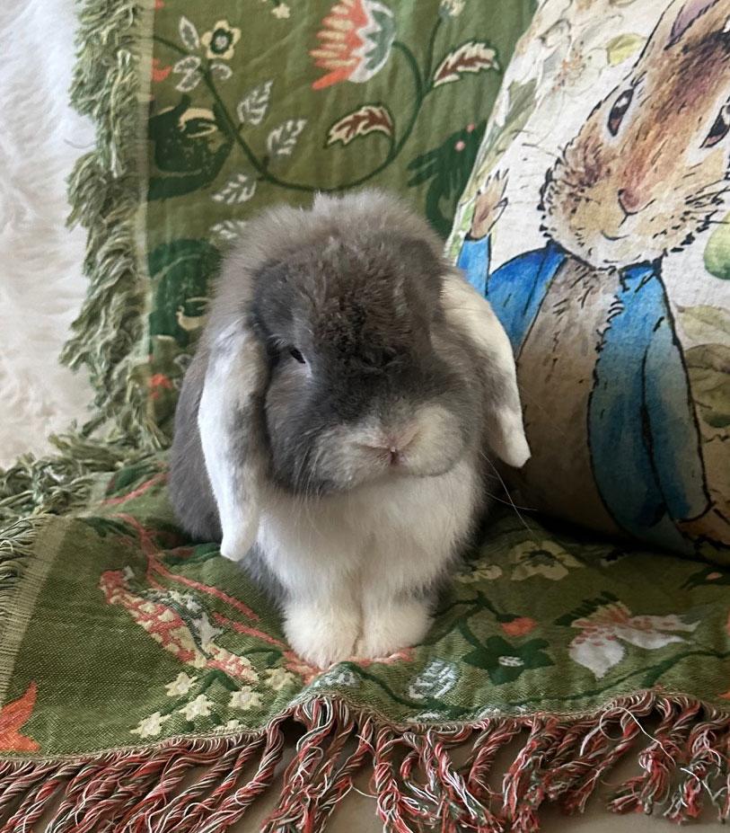 Dumbo