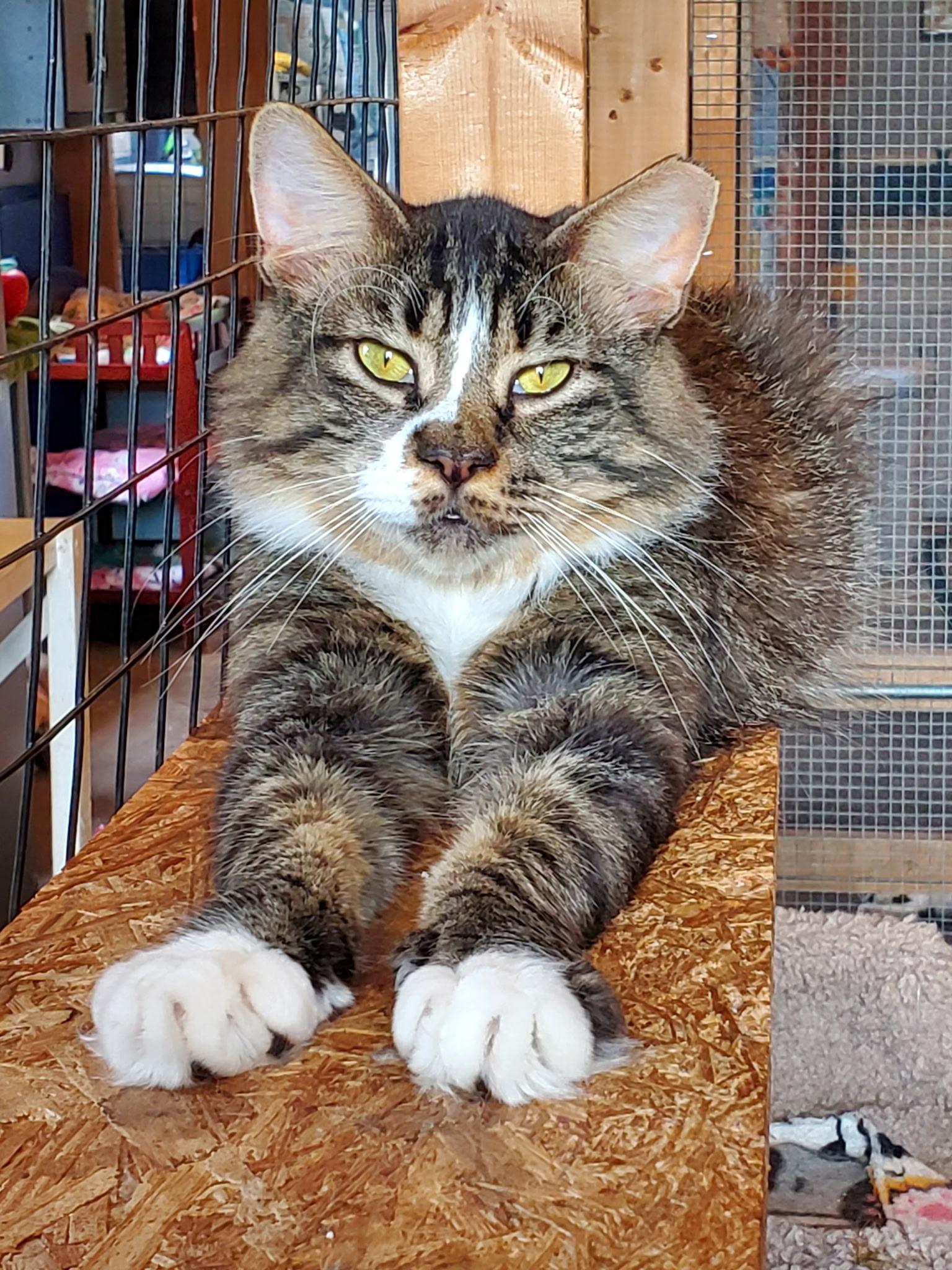 Cookie, Adult Female unknown